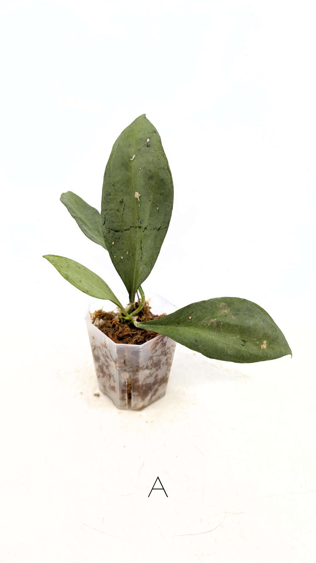 Rare waxplant Hoya Nicholsoniae New Guinea Ghost propagated and for sale by rare plant shop The Leaf Gallery in Perth, Western Australia