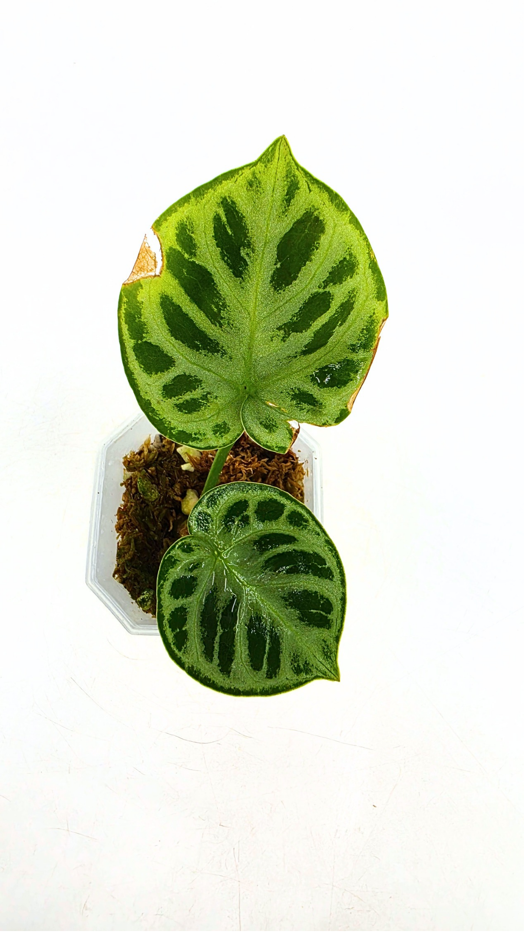Rare Anthurium Dorayaki Silver available for sale at rare plant shop The Leaf Gallery in Perth, Western Australia