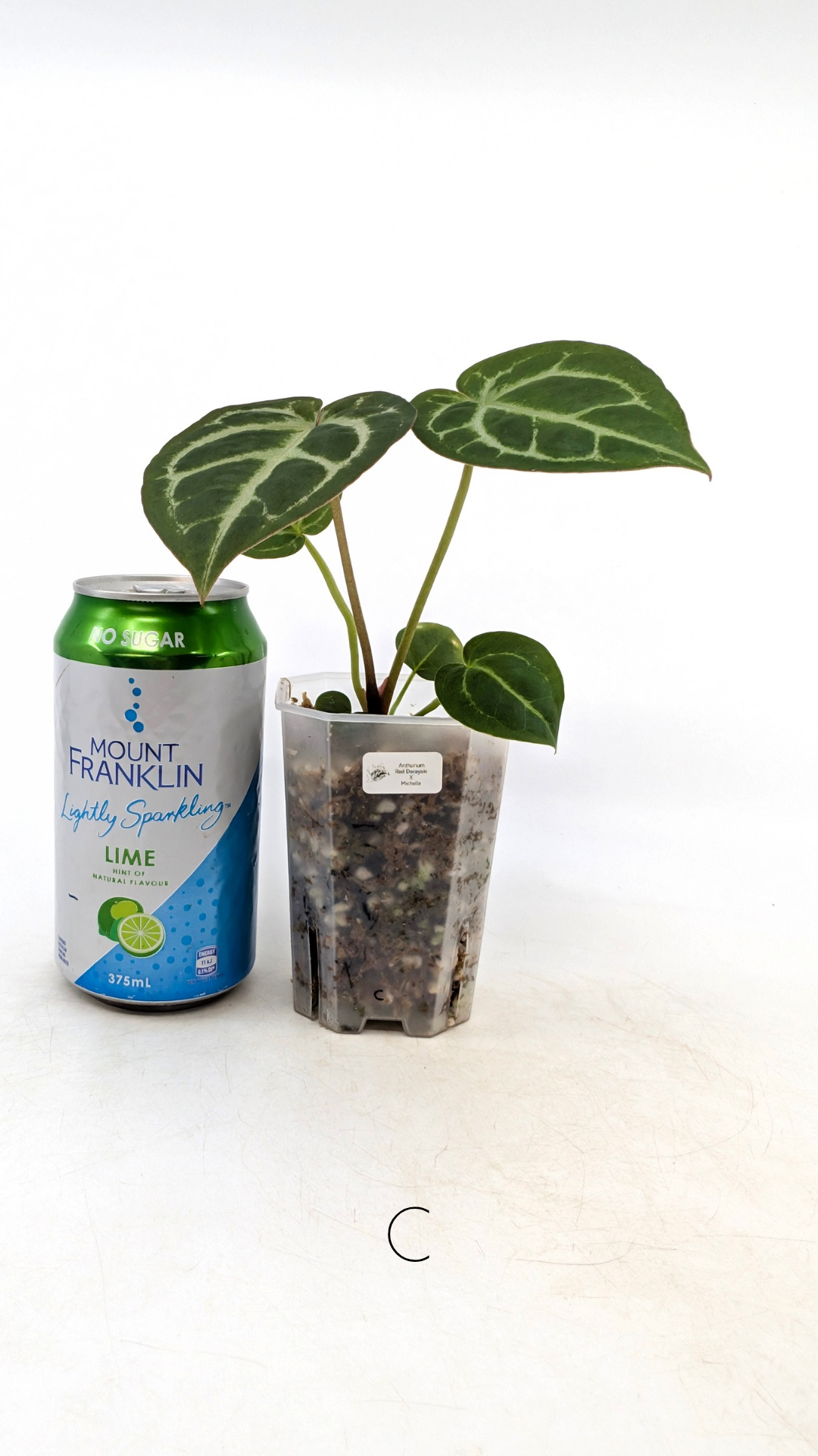 Rare anthurium hybrid Anthurium red dorayaki mutation with Anthurium Michelle by The Leaf Gallery in Perth, Western Australia