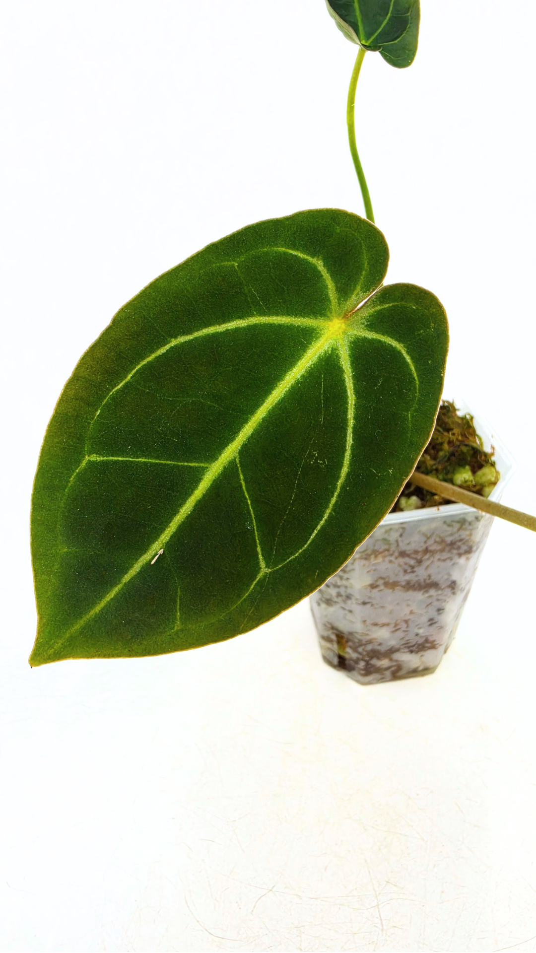 Rare anthurium hybrid Dark Forgetii X Bessae Aff available for sale at rare houseplant shop The Leaf Gallery in Perth, Western Australia