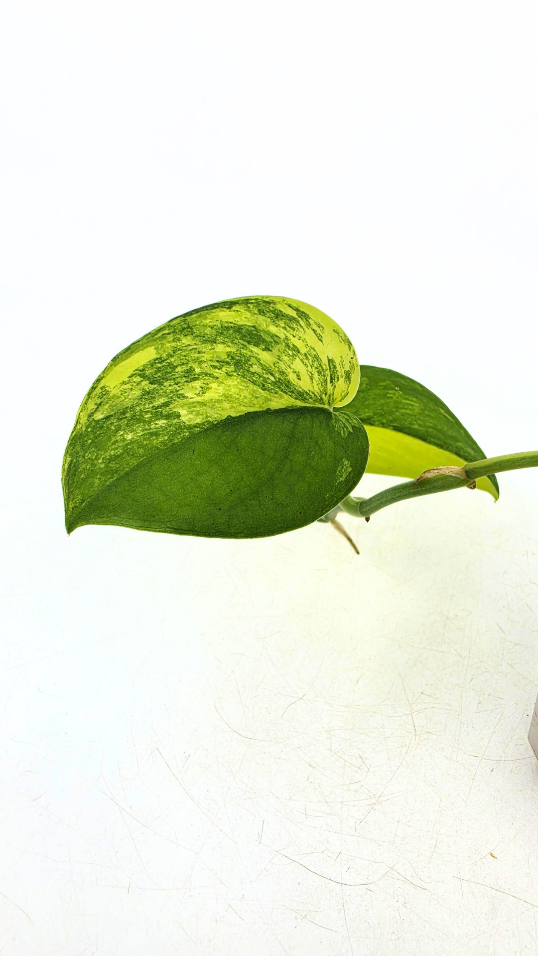 Rare house plant Scindapsus Jade Satin Aurea Variegated available for sale at rare indoor plant shop The Leaf Gallery in Perth, Western Australia