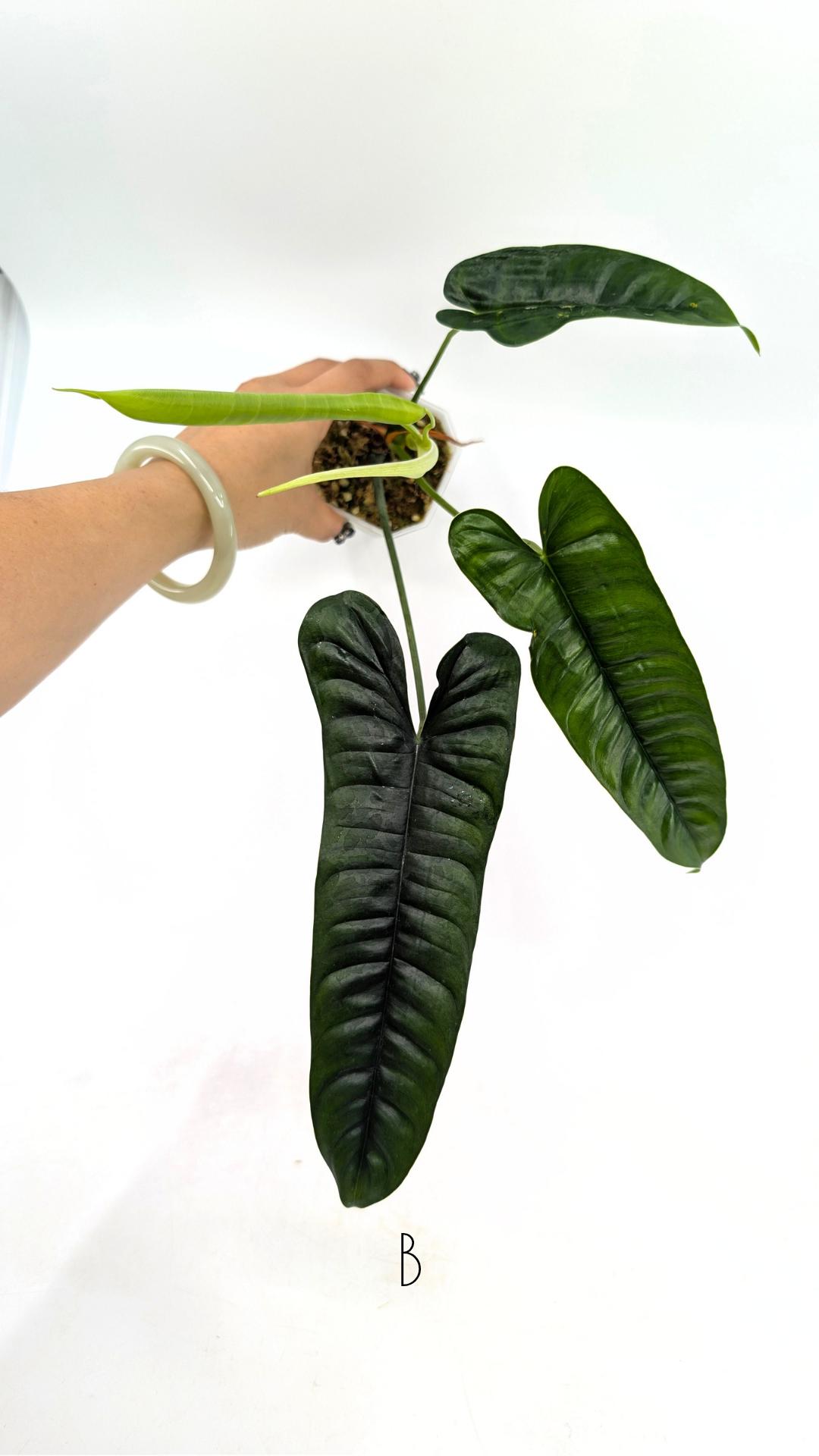 Rare indoor plant Philodendron Felix available for sale at rare house plant shop The Leaf Gallery in Perth, Western Australia