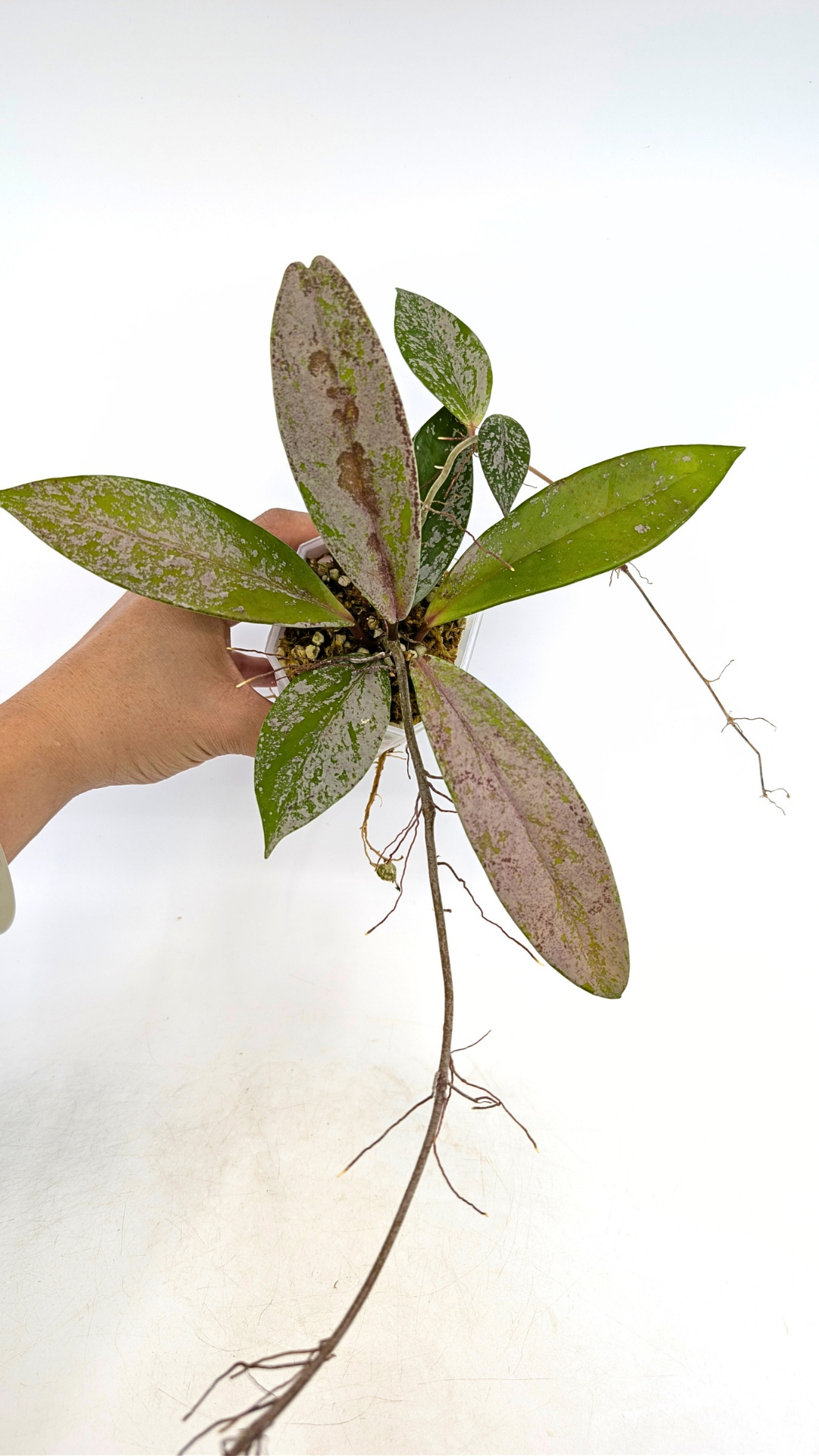 Rare waxplant Hoya Pubicalyx Pink Silver Ghost available for sale at rare indoor plant shop The Leaf Gallery in Perth, Western Australia