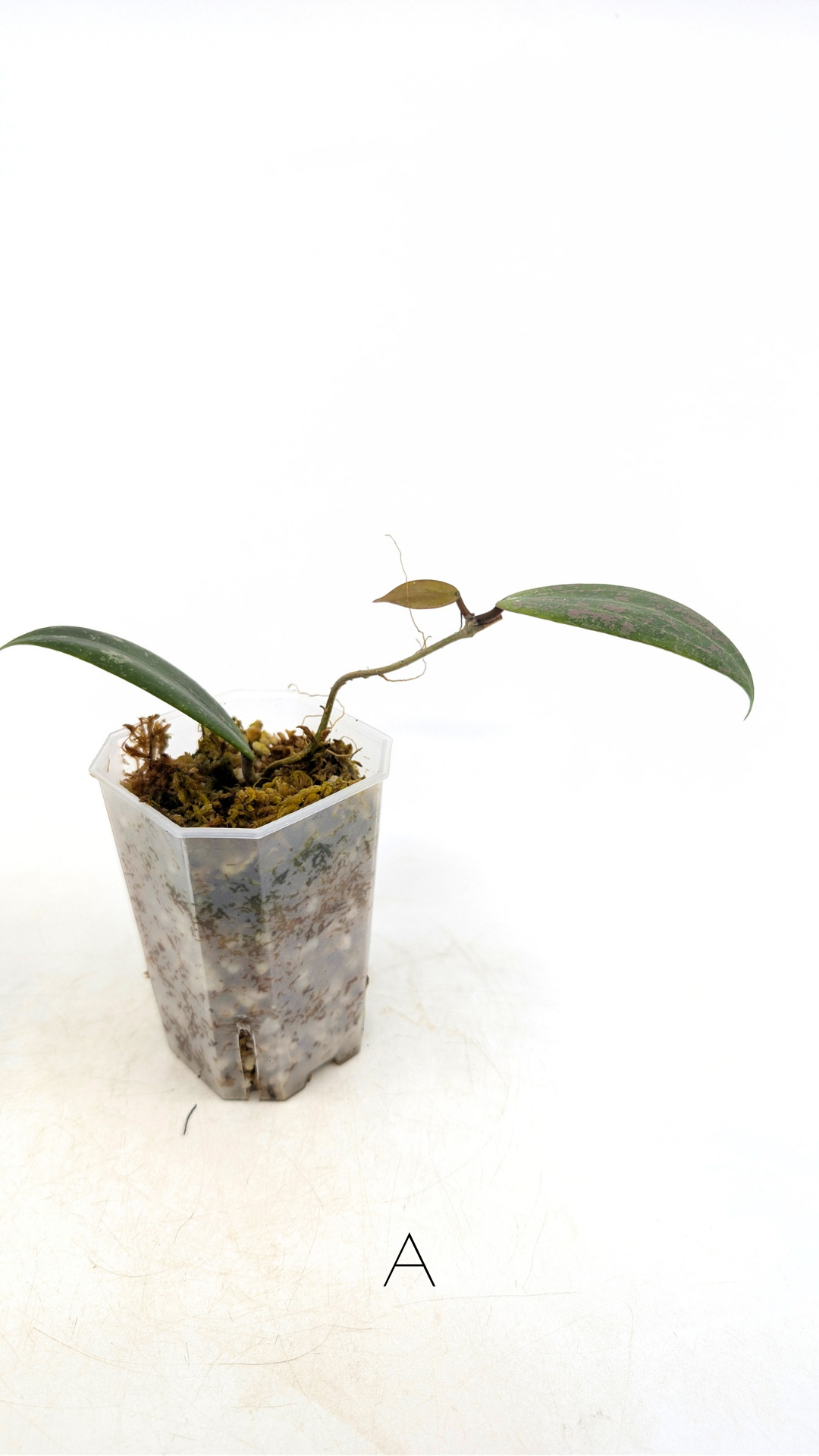 Rare waxplant Hoya Wibergiae IML1618 available for sale at rare plant shop The Leaf Gallery in Perth, Western Australia