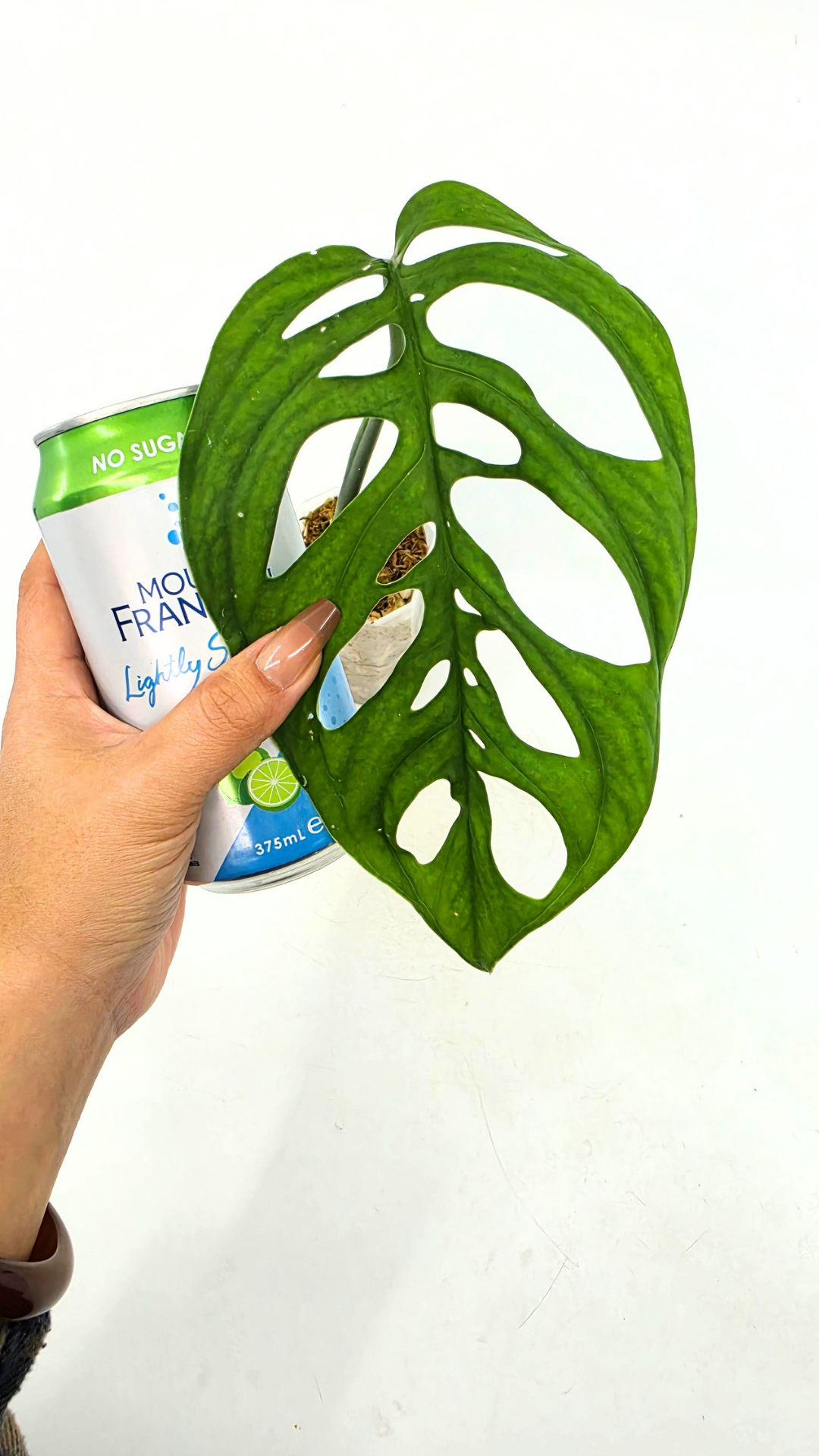 Rare indoor plant Monstera Esqueleto or Monstera Epipremnoides available for sale at rare plant shop The Leaf Gallery in Perth, Western Australia