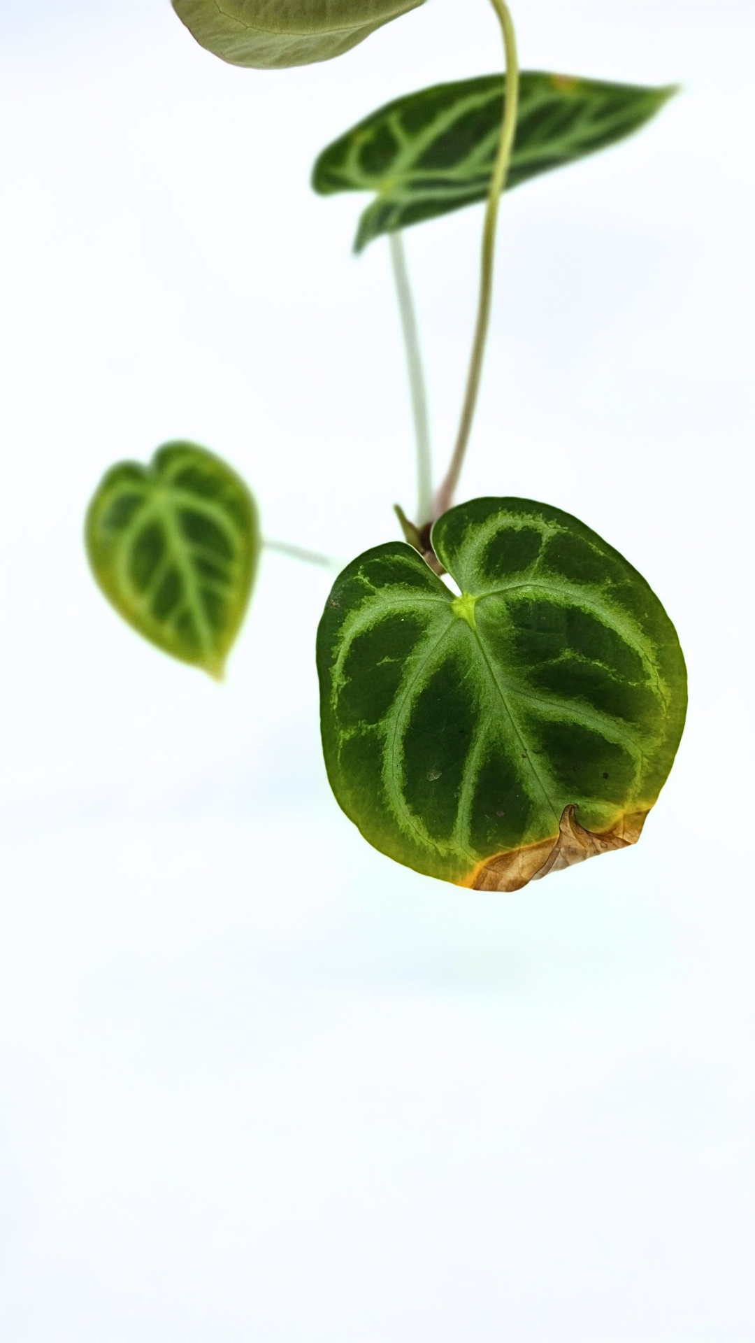 Rare indoor plant Anthurium Magnificum available for sale at rare house plant shop The Leaf Gallery in Perth, Western Australia