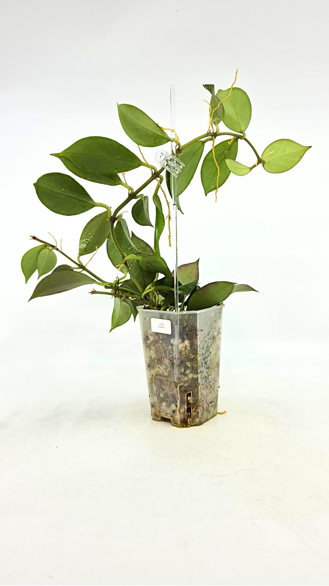 Rare waxplant Hoya Sunrise available at rare plant shop The Leaf Gallery in Perth Western Australia