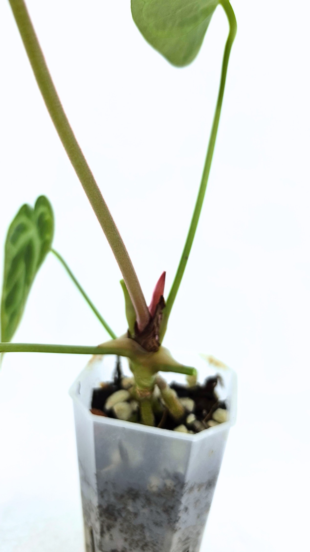 Rare indoor plant Anthurium Magnificum available for sale at rare house plant shop The Leaf Gallery in Perth, Western Australia