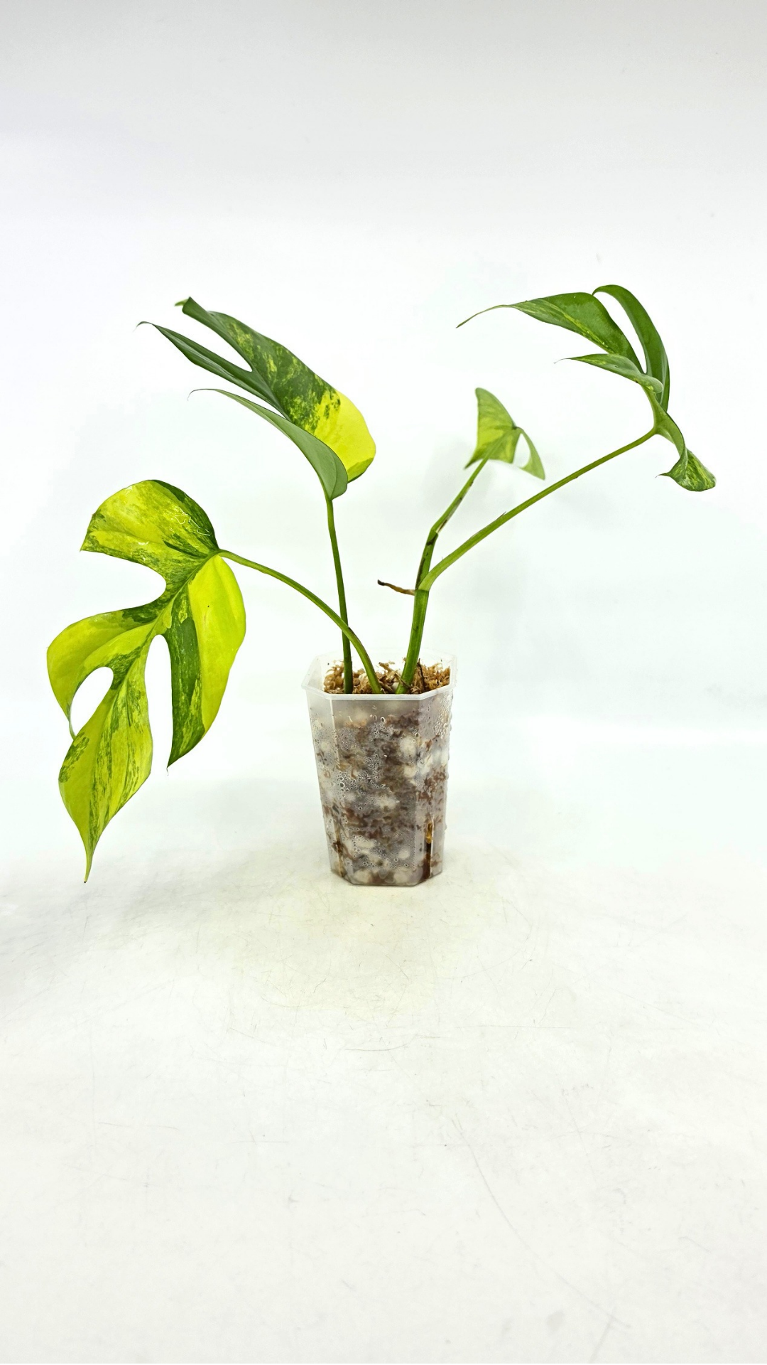 Rare indoor plant Raphidophora Tetrasperma Aurea for sale by rare plant shop The Leaf Gallery in Perth
