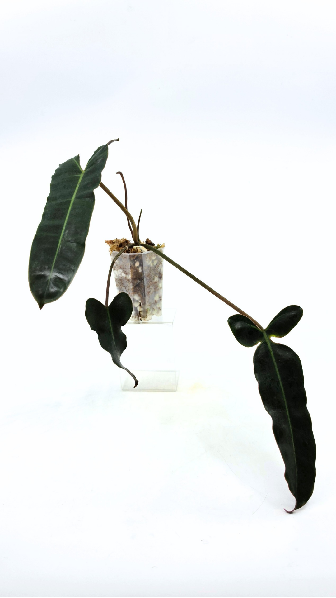 Rare indoor plant Philodendron Black Billitiae (philodendron atabapoense x philodendron billietiae) available for sale at rare house plant shop The Leaf Gallery in Perth, Western Australia