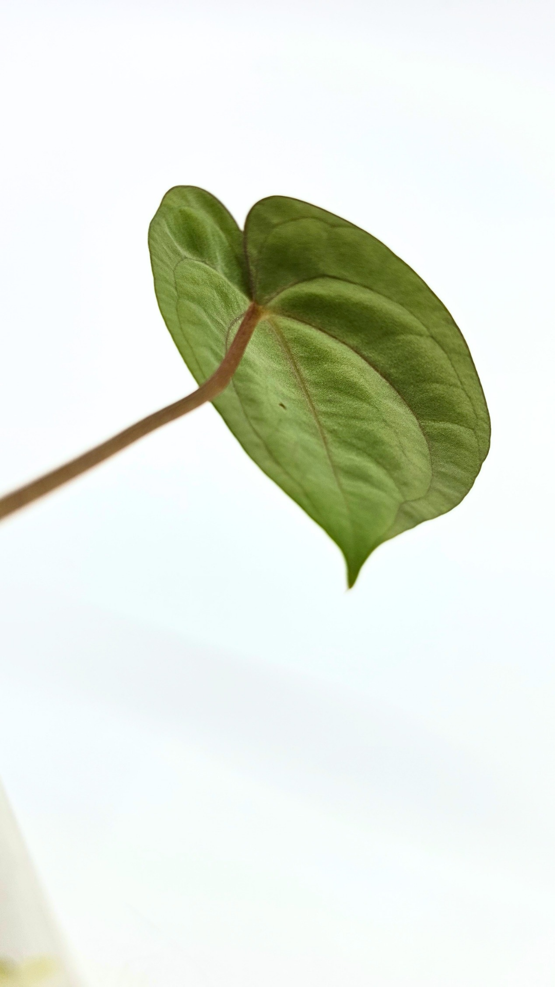 Rare indoor plant Anthurium Papillilaminum pure clone available from rare house plant shop The Leaf Gallery in Perth, Western Australia