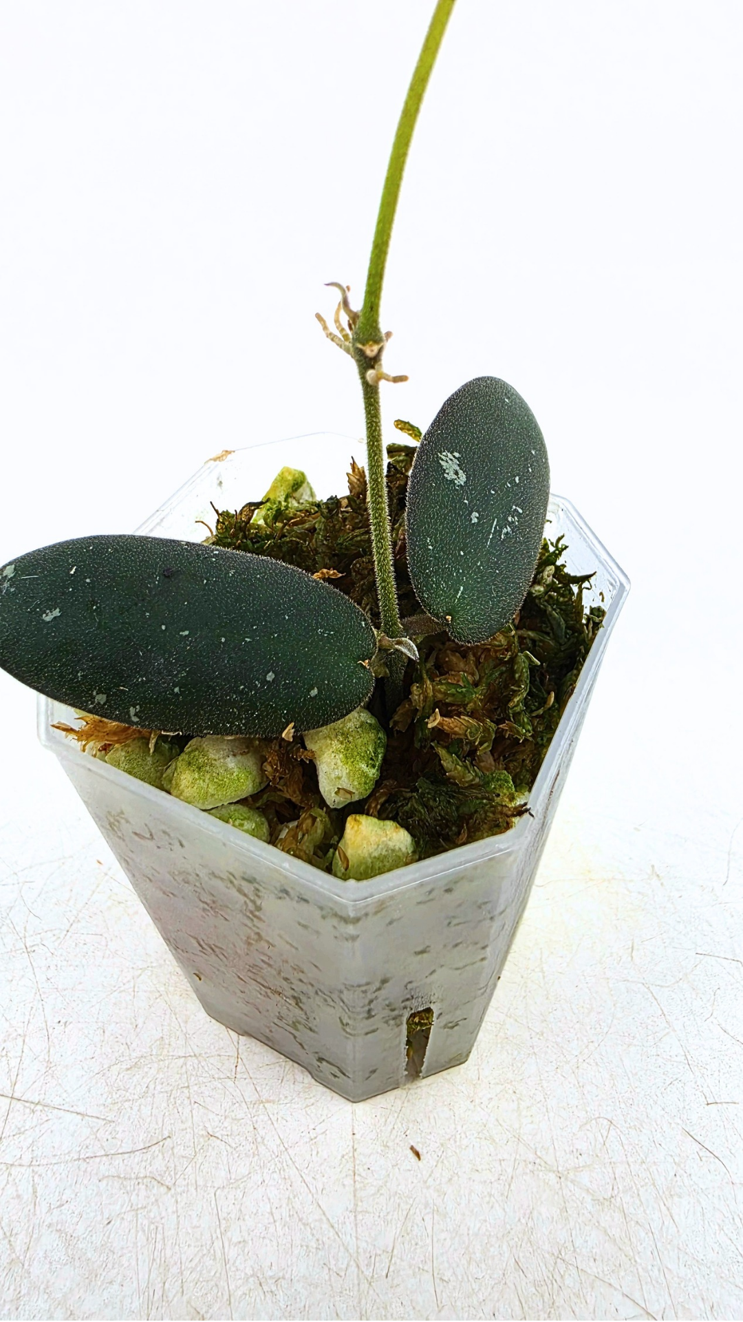 Rare waxplant Hoya GPS 7240 available for sale at rare indoor plant shop The Leaf Gallery in Perth, Western Australia
