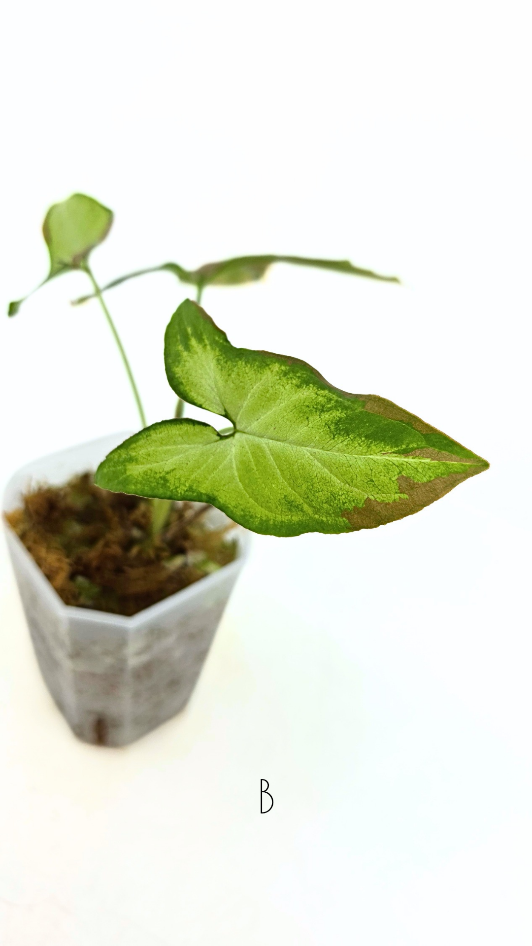 Rare indoor plant Syngonium Redspot Tricolour available for sale at The Leaf Gallery in Perth, Western Australia.
