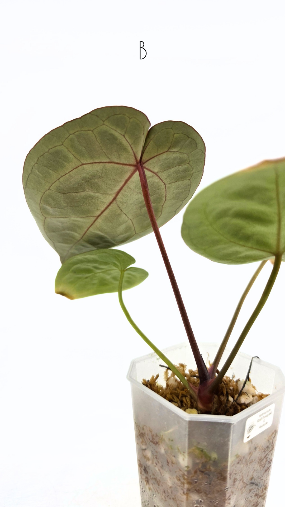 Rare anthurium hybrid Anthurium red dorayaki mutation with Anthurium Michelle by The Leaf Gallery in Perth, Western Australia