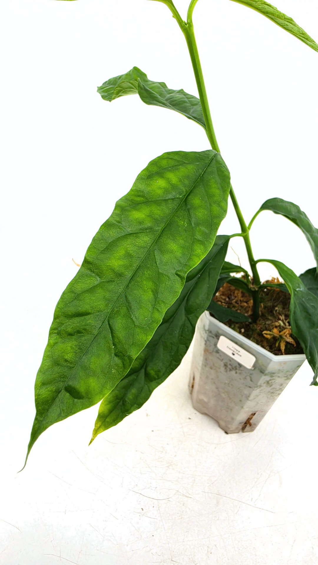 Rare waxplant Hoya Decipulae available for sale at rare indoor plant shop The Leaf Gallery in Perth, Western Australia