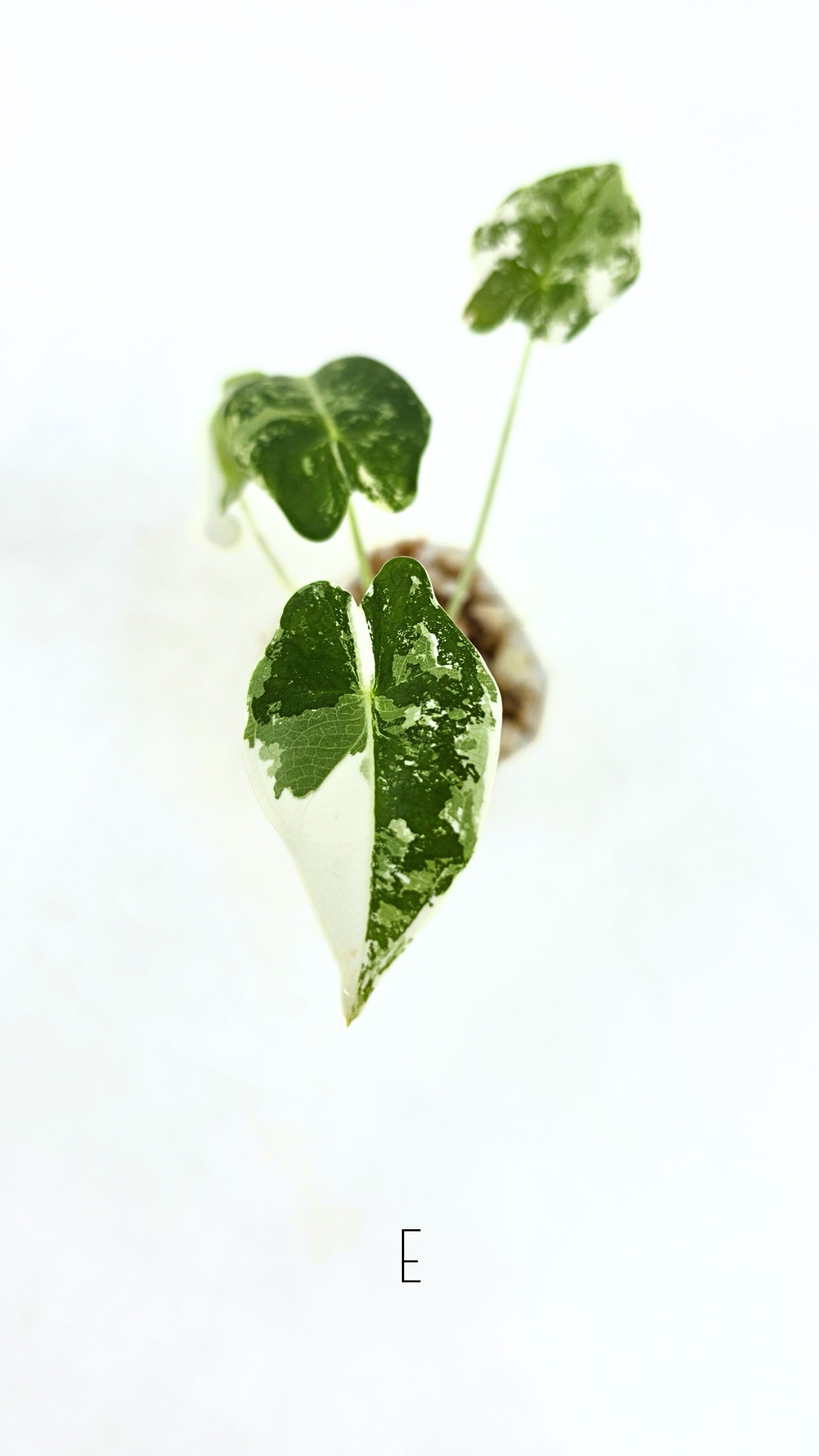 Rare Wax Plant Hoya Clemensiorum available for sale at rare house plant shop The Leaf Gallery in Perth, Western Australia