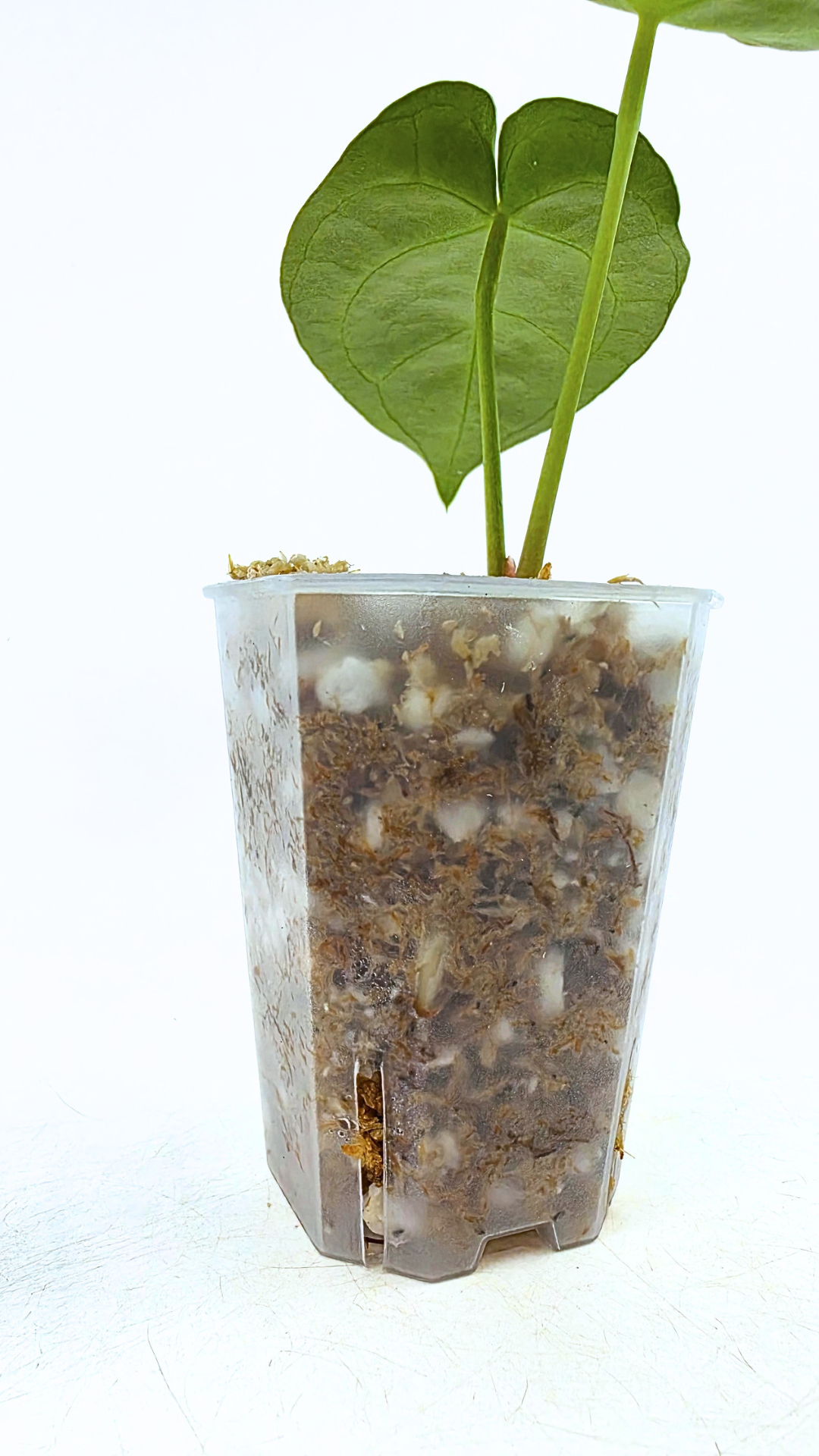 Rare indoor plant Philodendron Verrucusom Mint Variegated available for sale at rare house plant shop The Leaf Gallery in Perth, Western Australia
