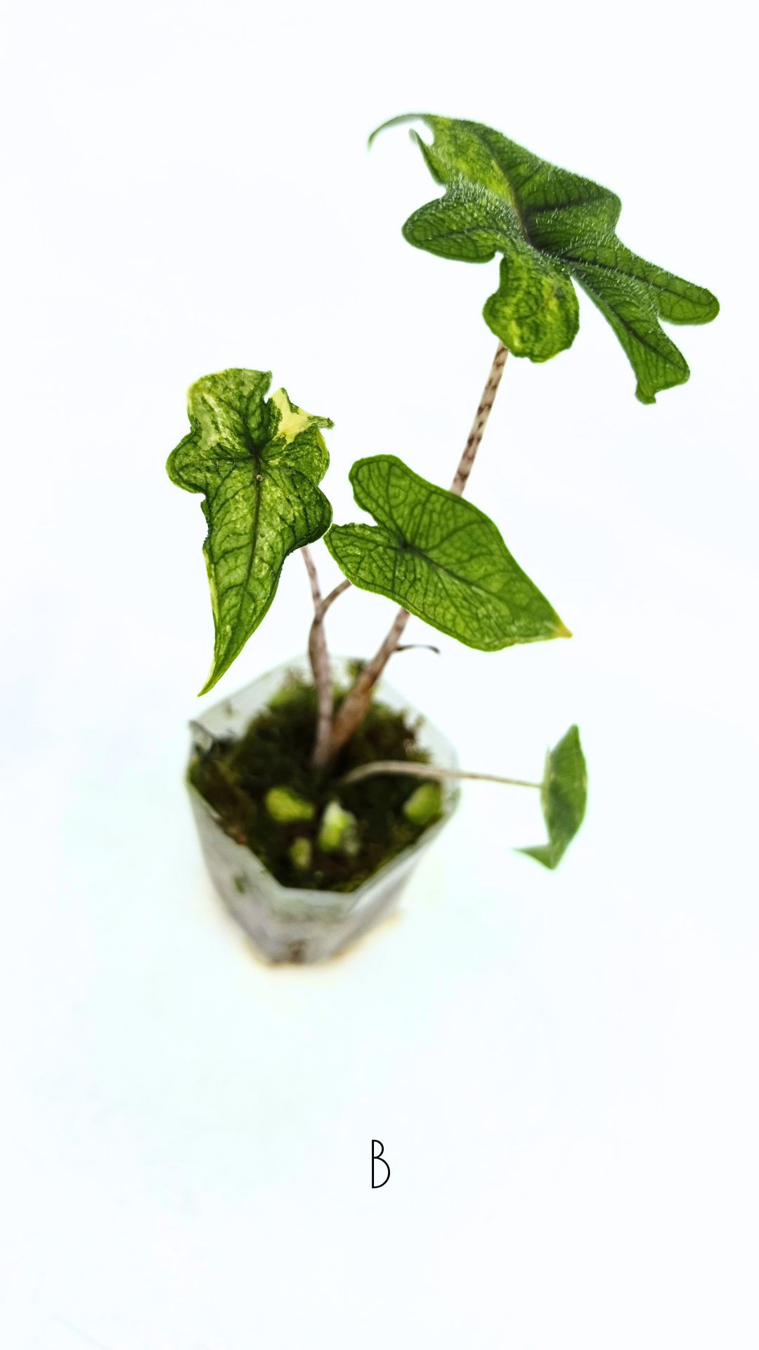 Rare indoor plant Alocasia Jacklyn Variegated available for sale at rare house plant shop The Leaf Gallery in Perth, Western Australia.