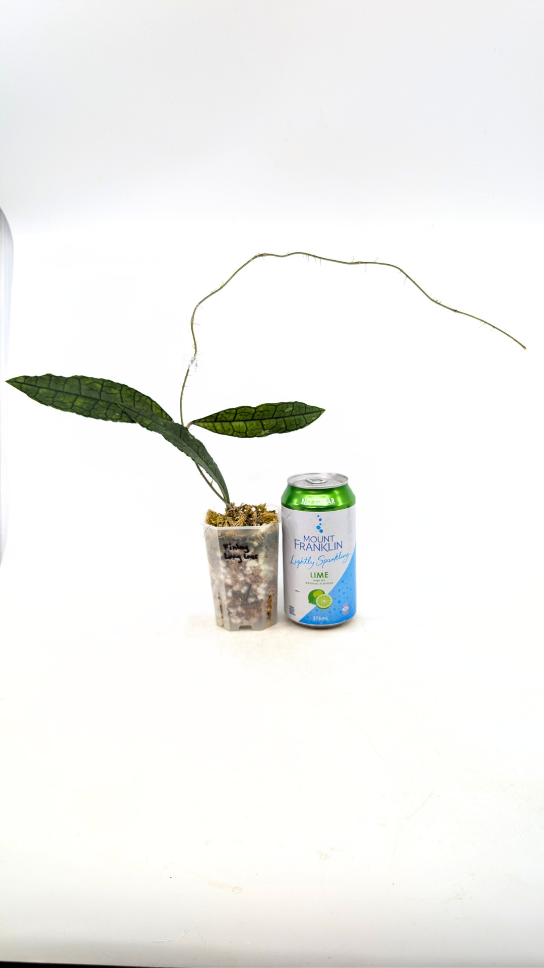 Rare waxplant Hoya Finlaysonii Long Leaf available for sale at rare indoor plant shop The Leaf Gallery in Perth, Western Australia