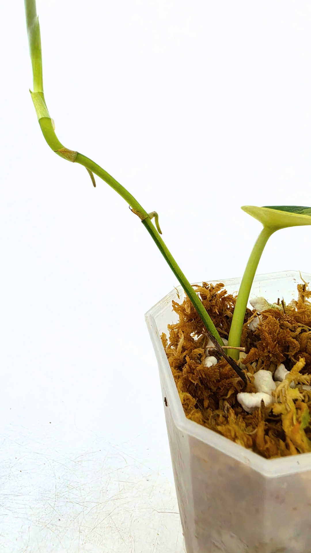 Rare house plant Scindapsus Jade Satin Aurea Variegated available for sale at rare indoor plant shop The Leaf Gallery in Perth, Western Australia