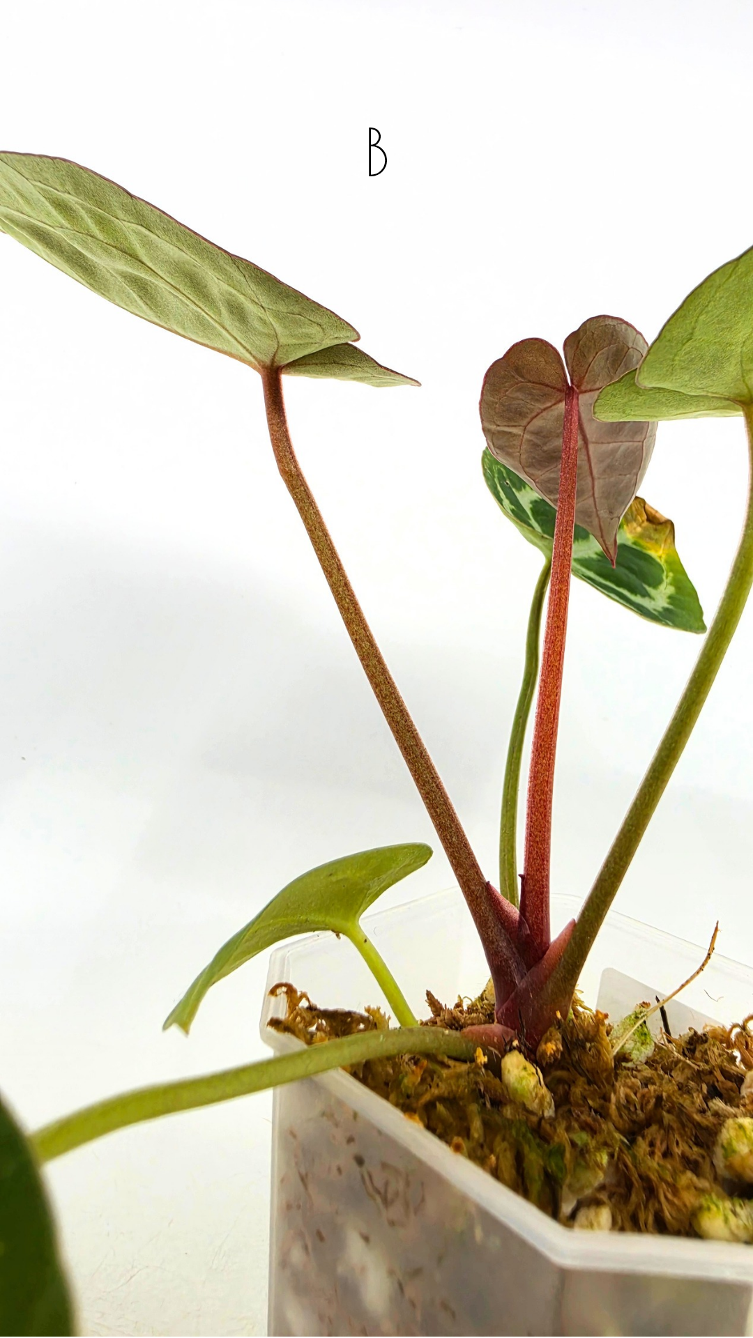Rare anthurium hybrid Anthurium red dorayaki mutation with Anthurium Michelle by The Leaf Gallery in Perth, Western Australia