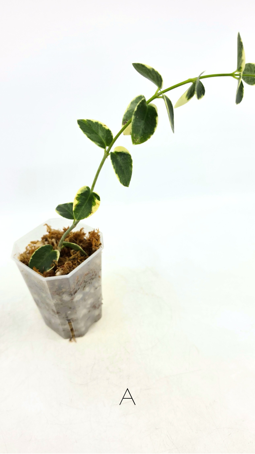 Rare waxplant Hoya Cumingiana Albo available for sale at rare indoor plant shop The Leaf Gallery in Perth, Western Australia