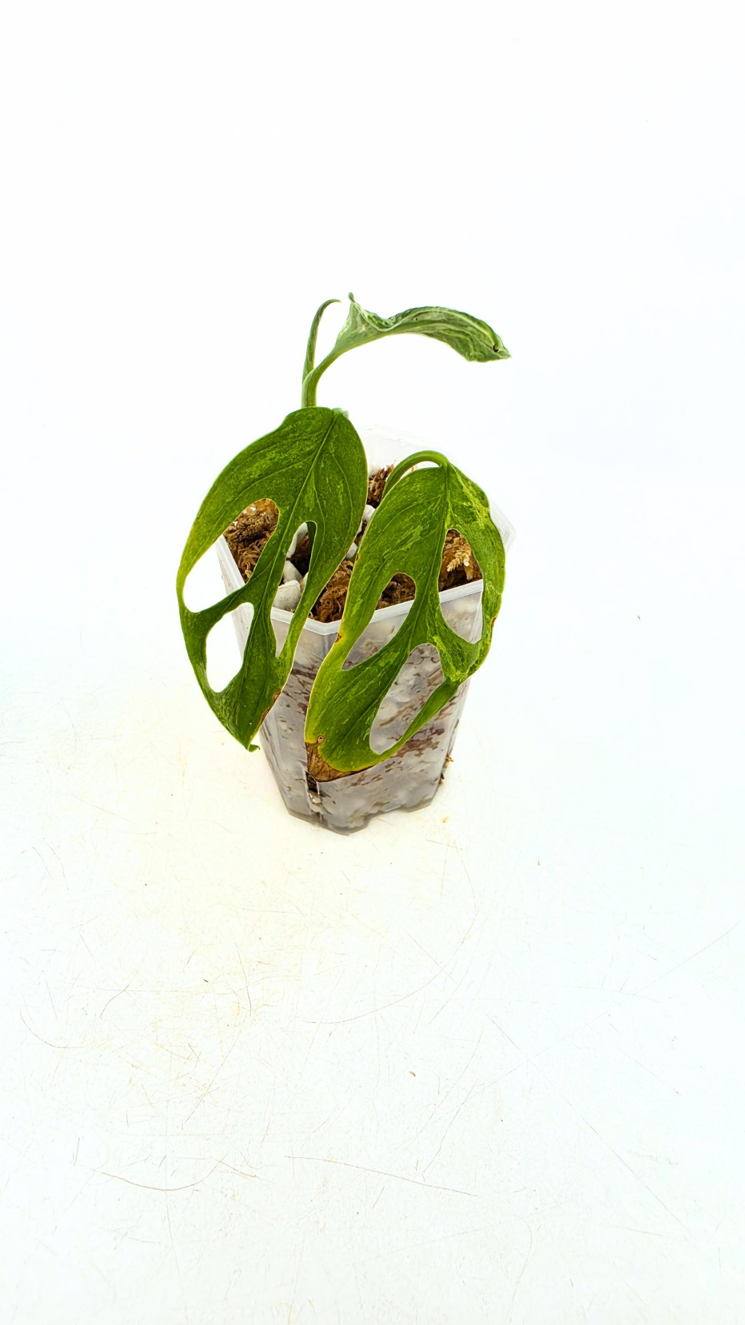 Single plants upload_20260507_112415_0001.png