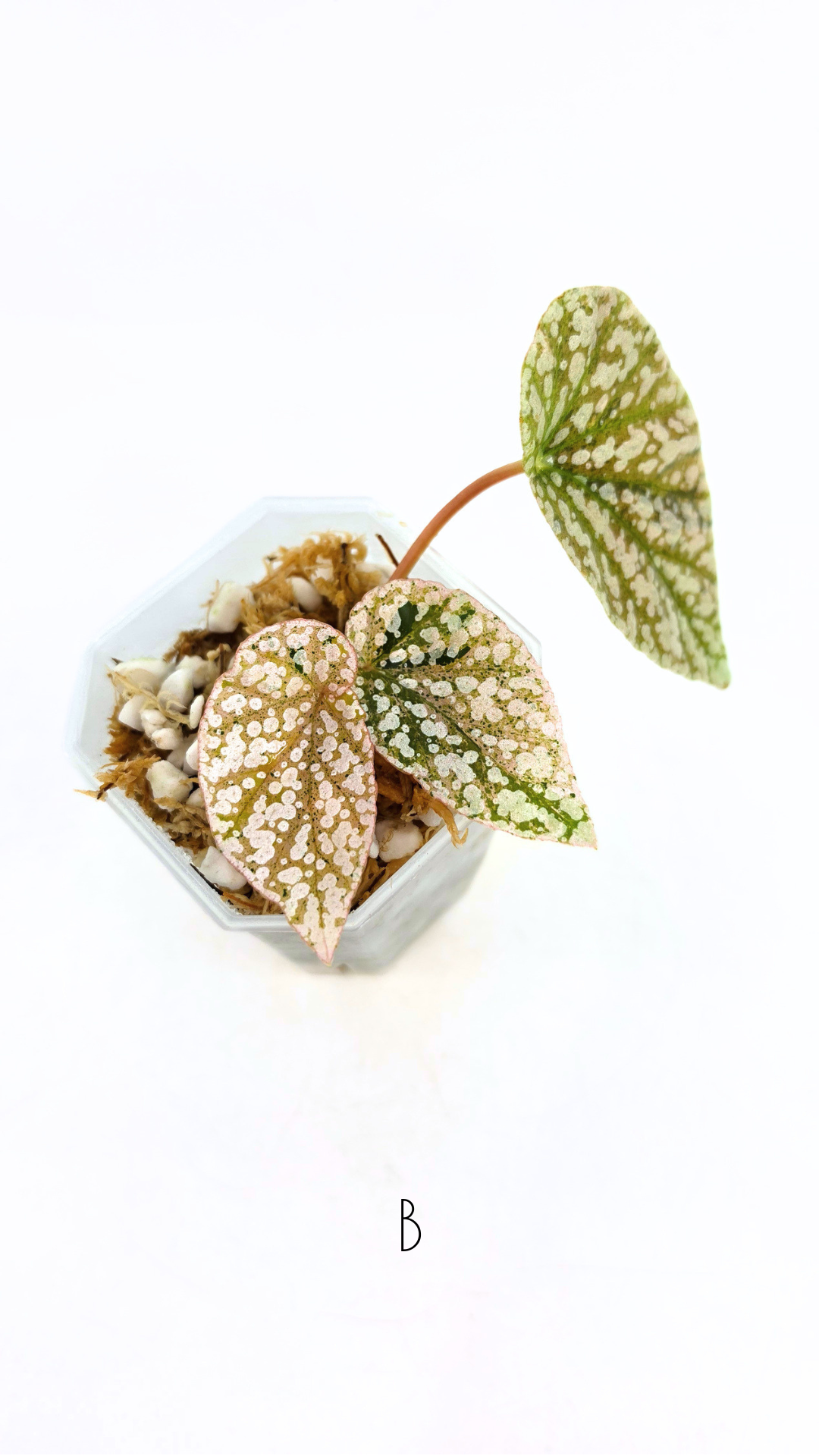 Rare Begonia Snow Capped Pink Variegated available for sale at rare plant shop The Leaf Gallery in Perth, Western Australia