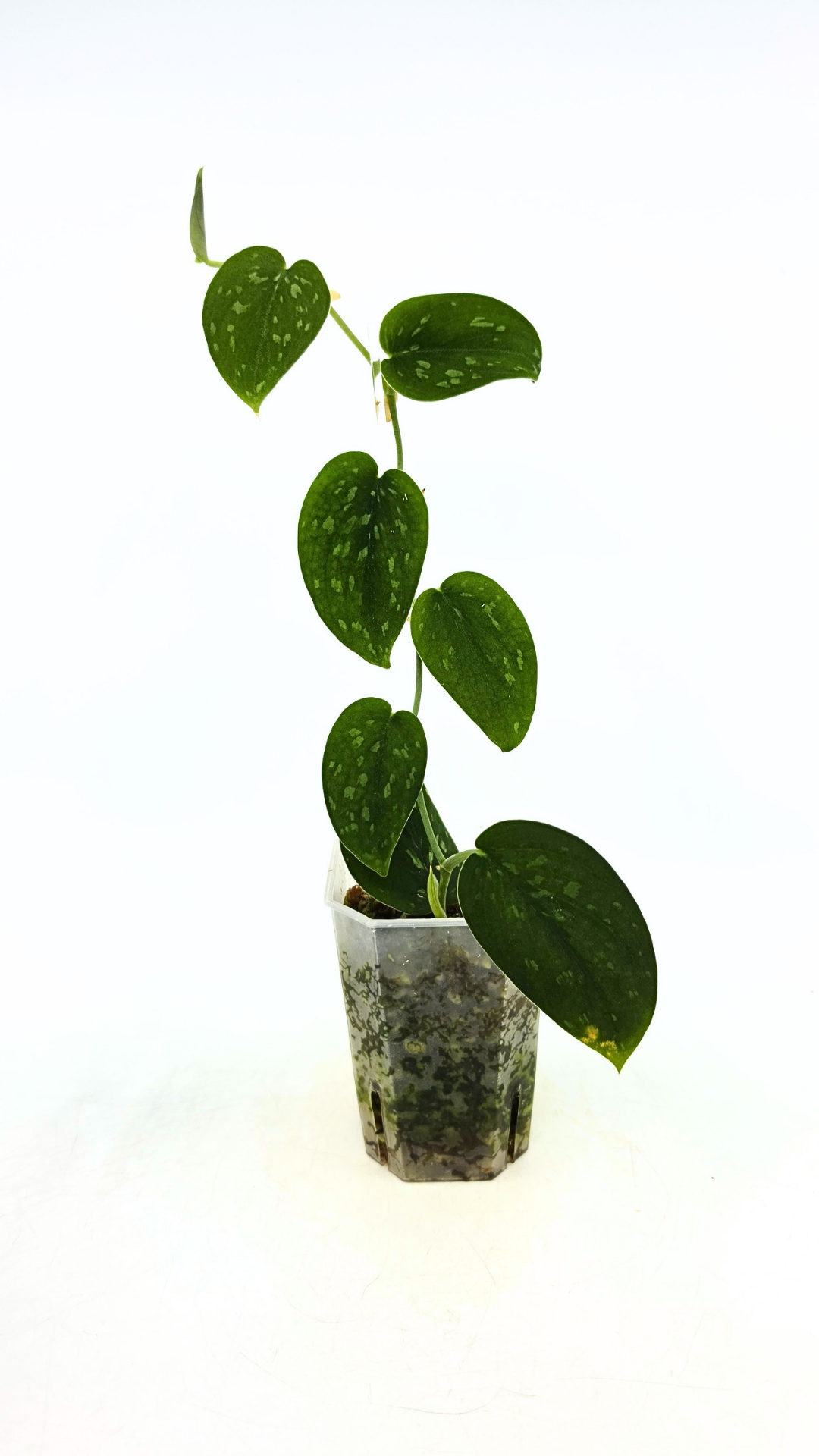 Rare indoor plant Scindapsus Pictus Haask Snake Scale Available for sale at rare plant shop The Leaf Gallery in Perth, Western Australia