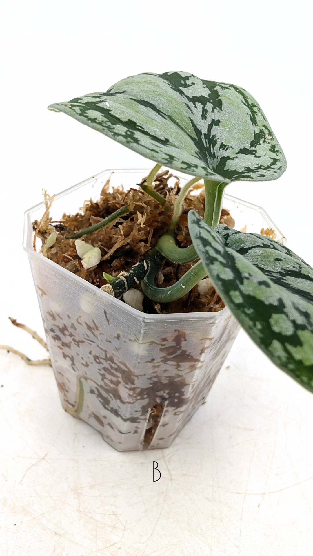 Rare indoor plant Scindapsus Dark Silver Tricolour available for sale at rare house plant shop The Leaf Gallery in Perth, Western Australia