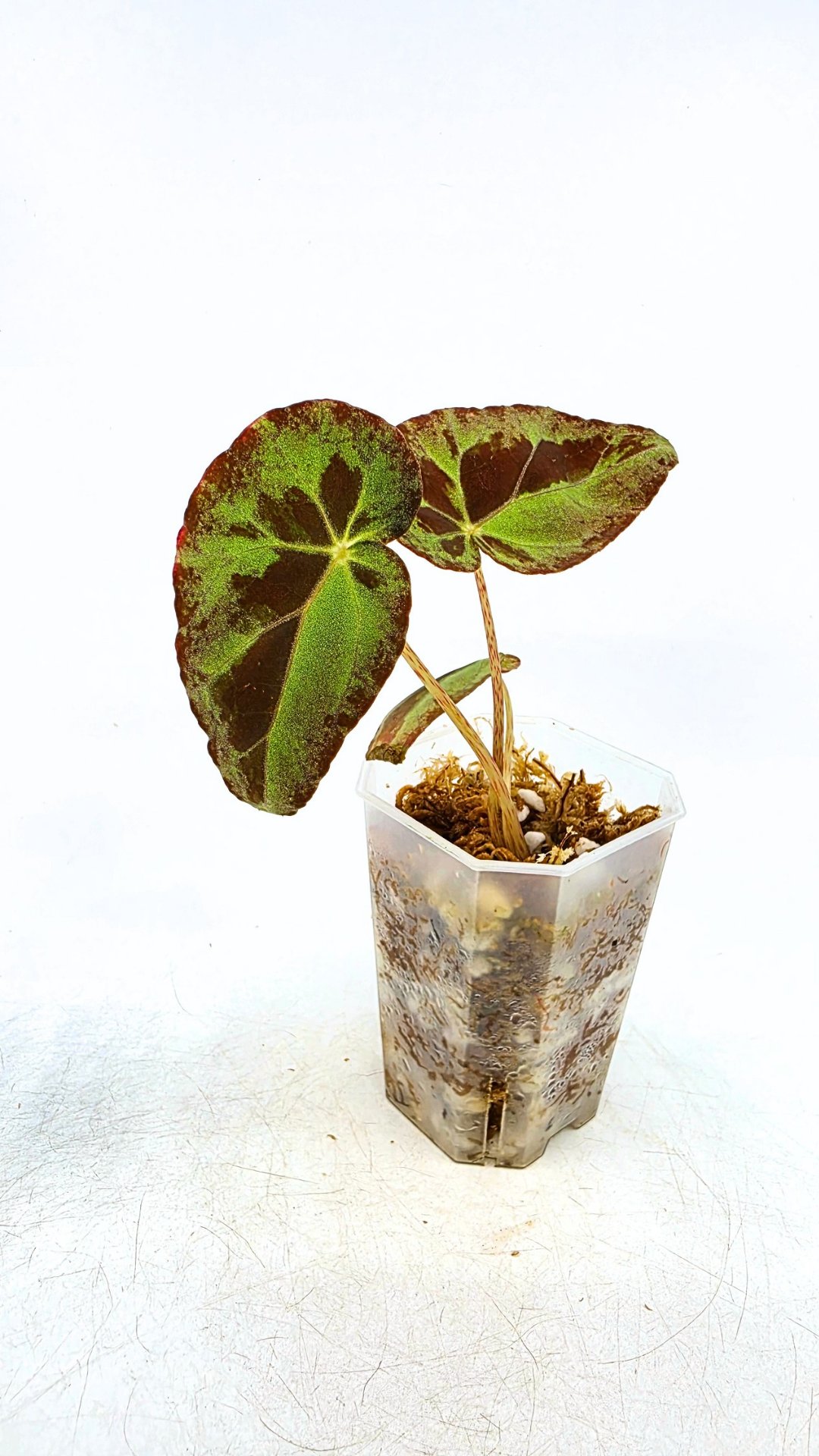 Rare Begonia Burkillii Green form available for sale at rare plant shop The Leaf Gallery in Perth, Western Australia