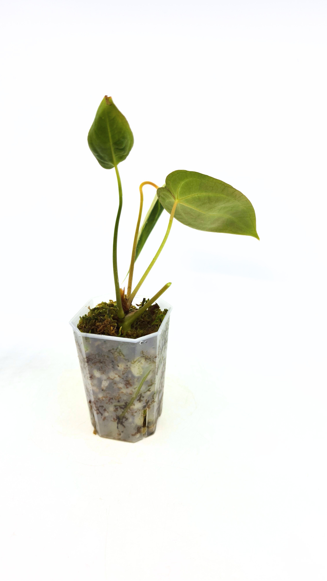 Rare anthurium hybrid Dark Forgetii X Bessae Aff available for sale at rare houseplant shop The Leaf Gallery in Perth, Western Australia