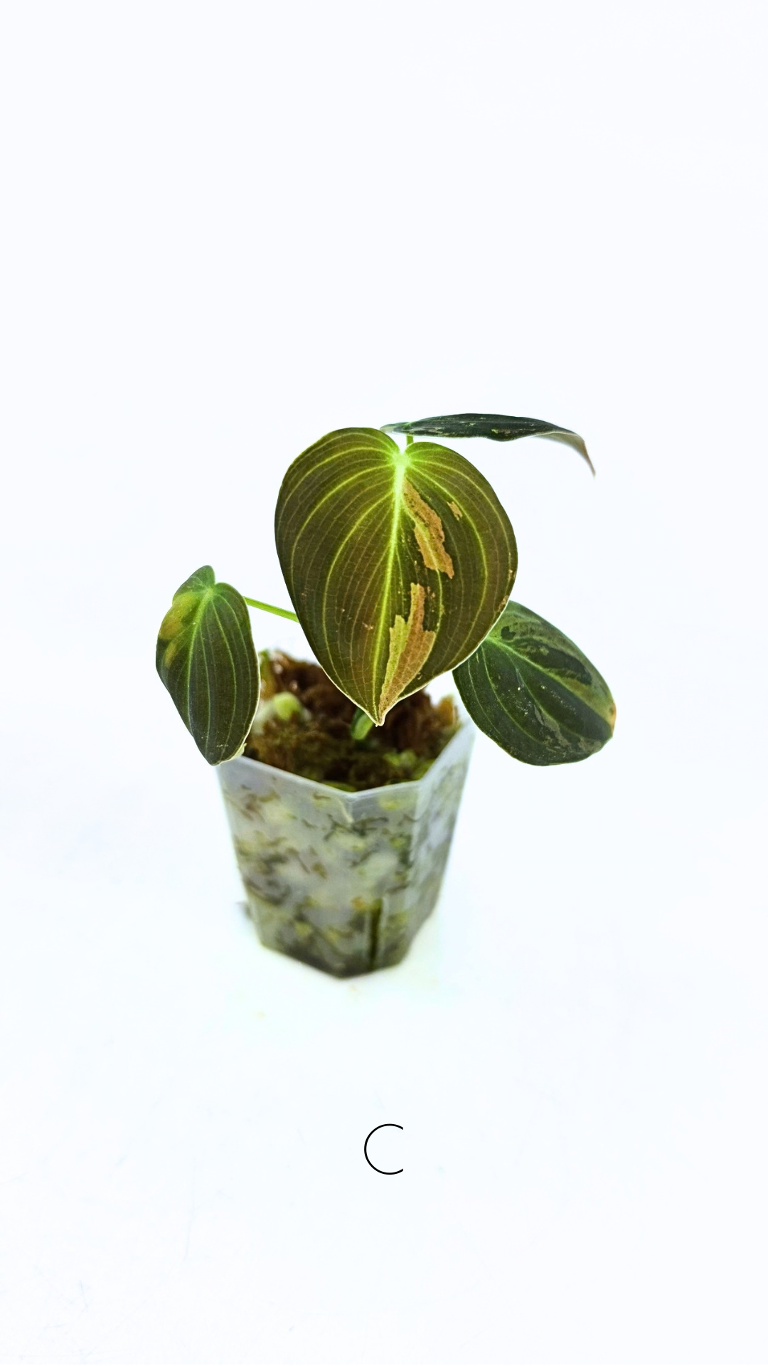 Rare plant Philodendron Melanochrysum Varigated available for sale at rare plant shop The Leaf Gallery in Perth, Western Australia