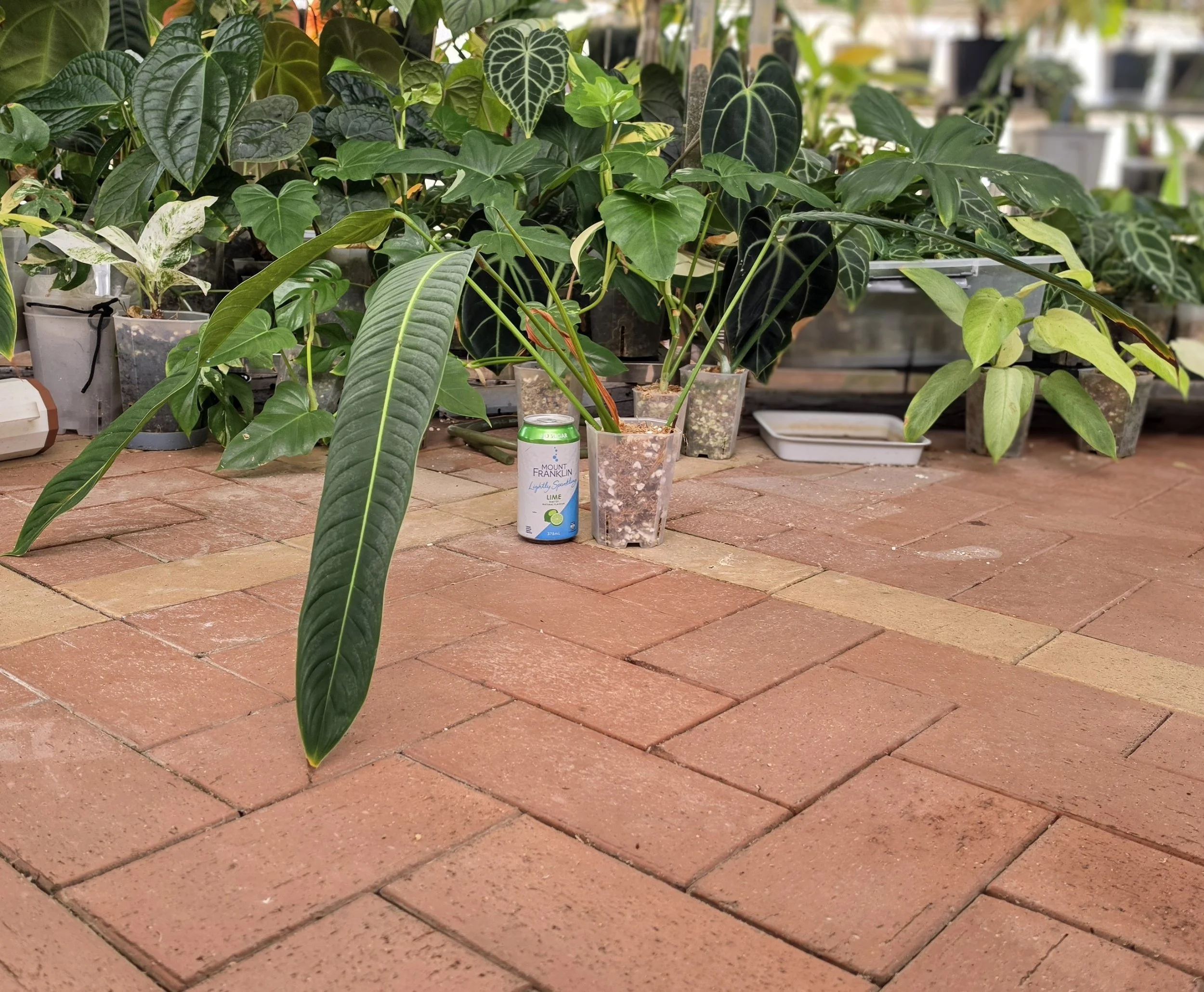 Rare Indoor Plant Philodendron Heterocraspedon for sale at rare plant shop The Leaf Gallery in Perth, Western Australia