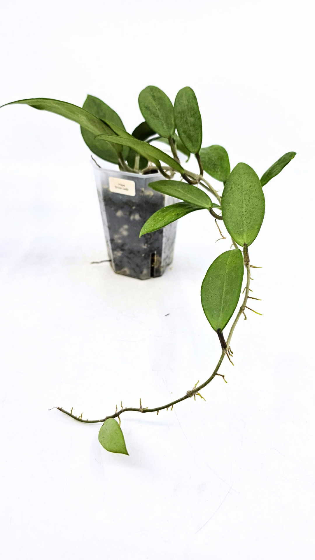 Rare waxplant Hoya Silver Lady also known as Hoya Xiao Jie available for sale at rare indoor plant shop The Leaf Gallery in Perth, Western Australia
