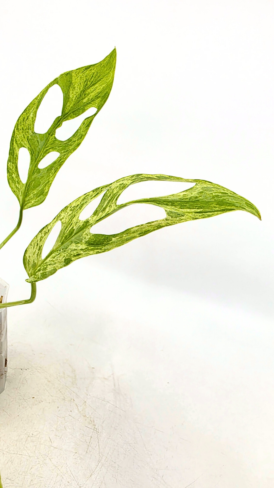 Rare indoor house plant Monstera Adansonii Mottled Mint Varigation available for sale at rare plant shop The Leaf Gallery in Perth, Western Australia