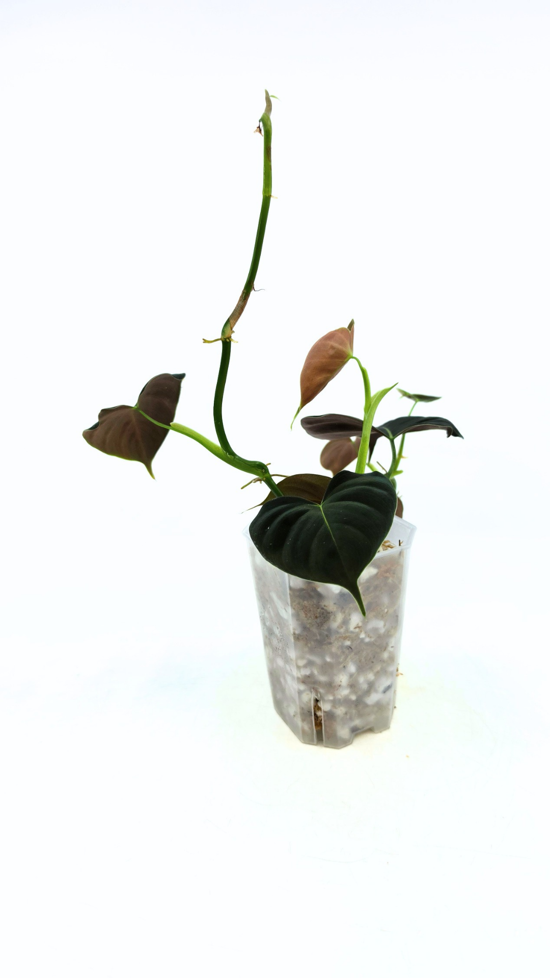 Rare indoor plant Philodendron Lupinum available for sale at rare house plant shop The Leaf Gallery in Perth, Western Australia