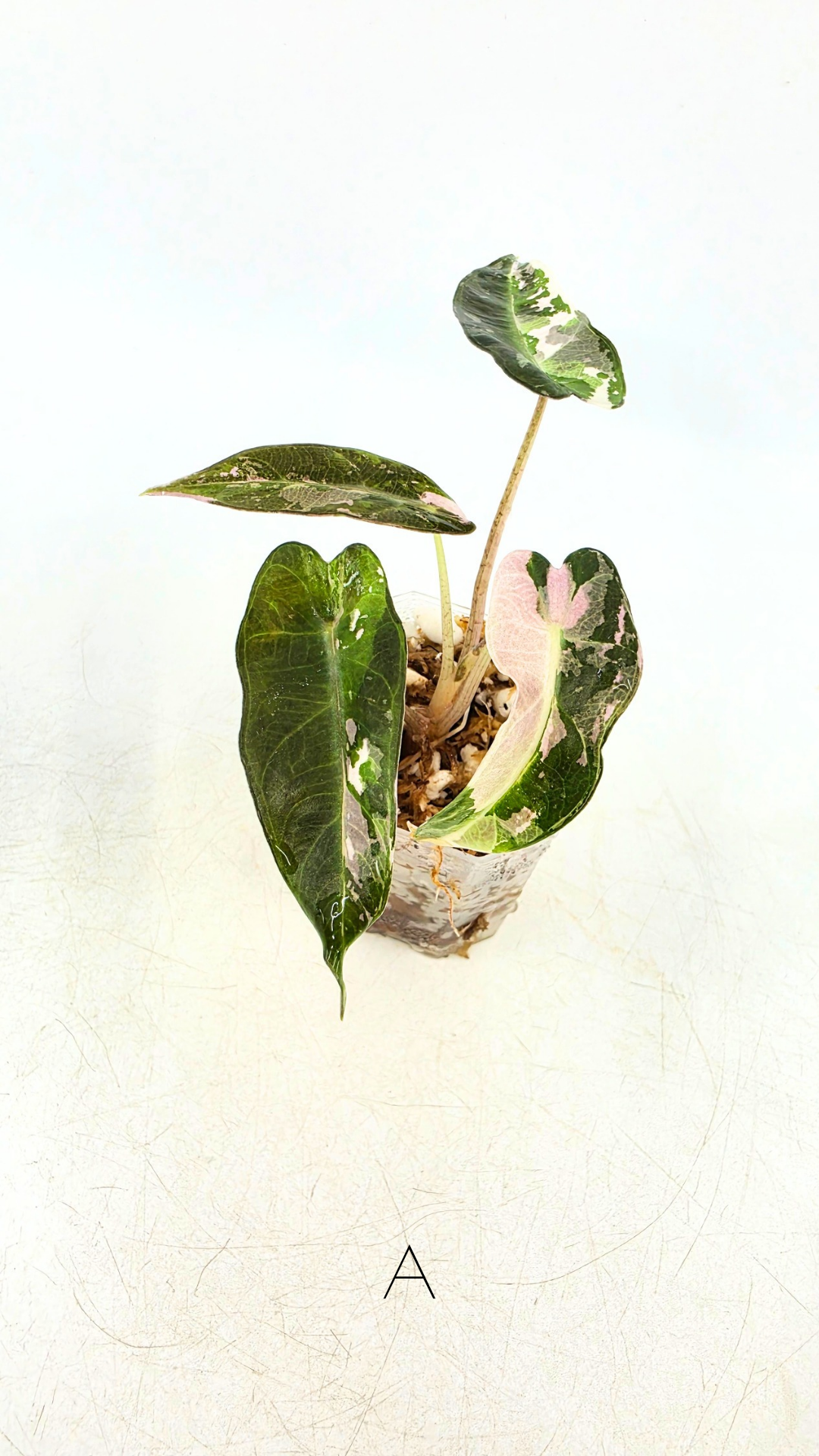 Rare indoor plant Alocasia Amazonica Bambino Pink TC plantlets available for sale at rare houseplant shop The Leaf Gallery in Perth, Western Australia