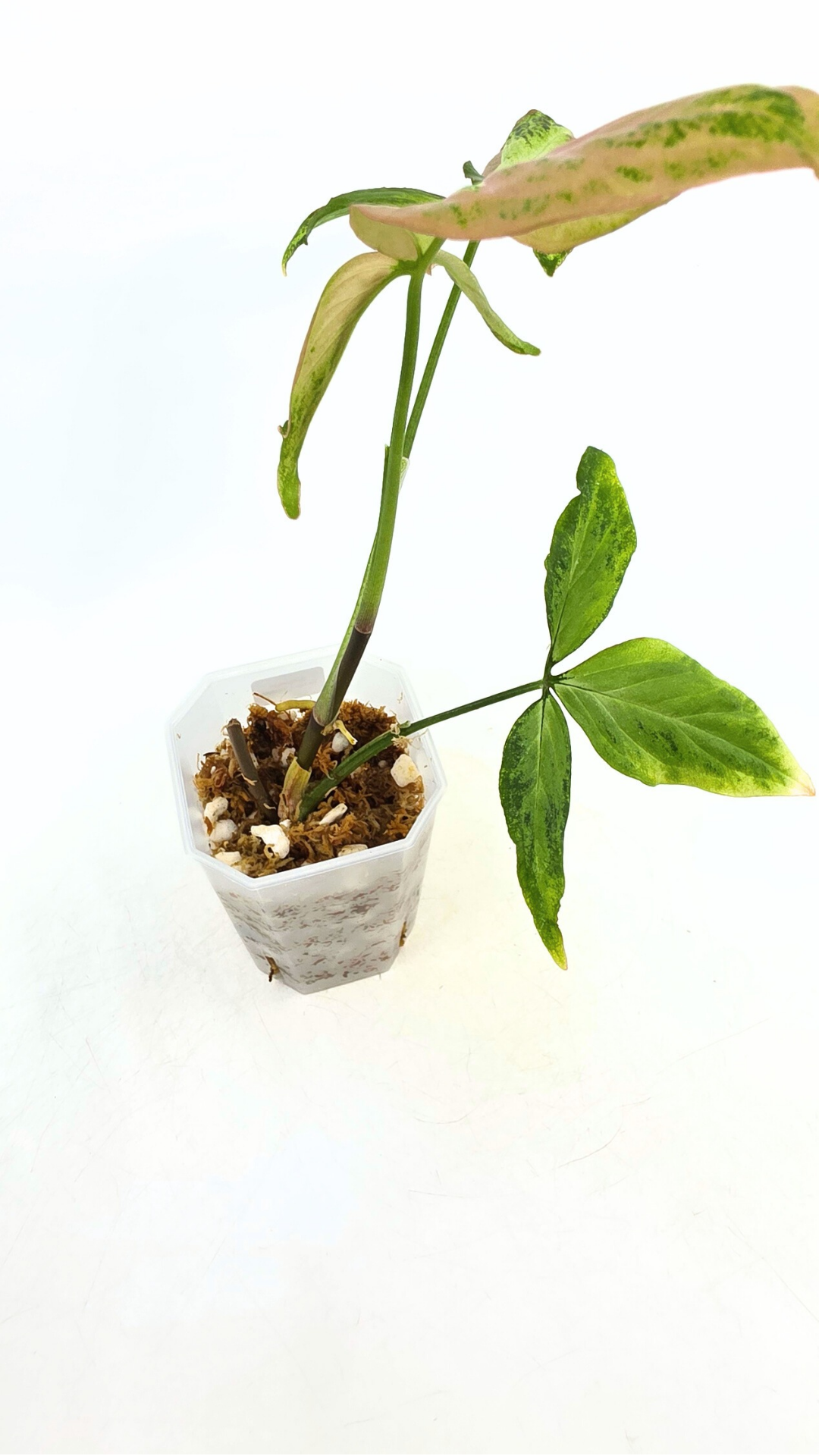 Rare plant Syngonium Redspot Tricolour available from rare plant shop The Leaf Gallery in Perth, Western Australia