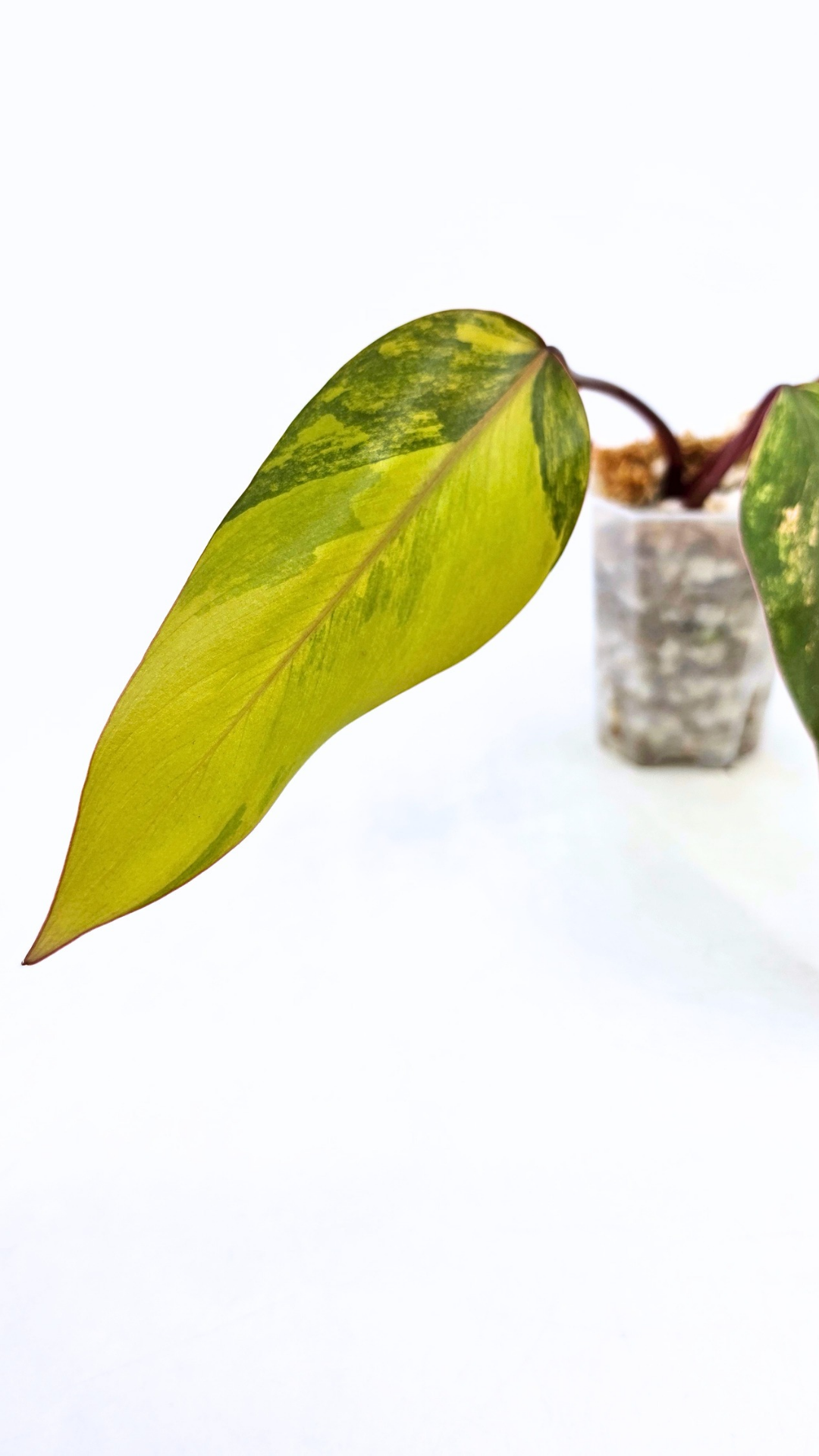 Rare indoor plant Philodendron Strawberry Shake grown and propagated by rare plant shop The Leaf Gallery in Perth, Western Australia