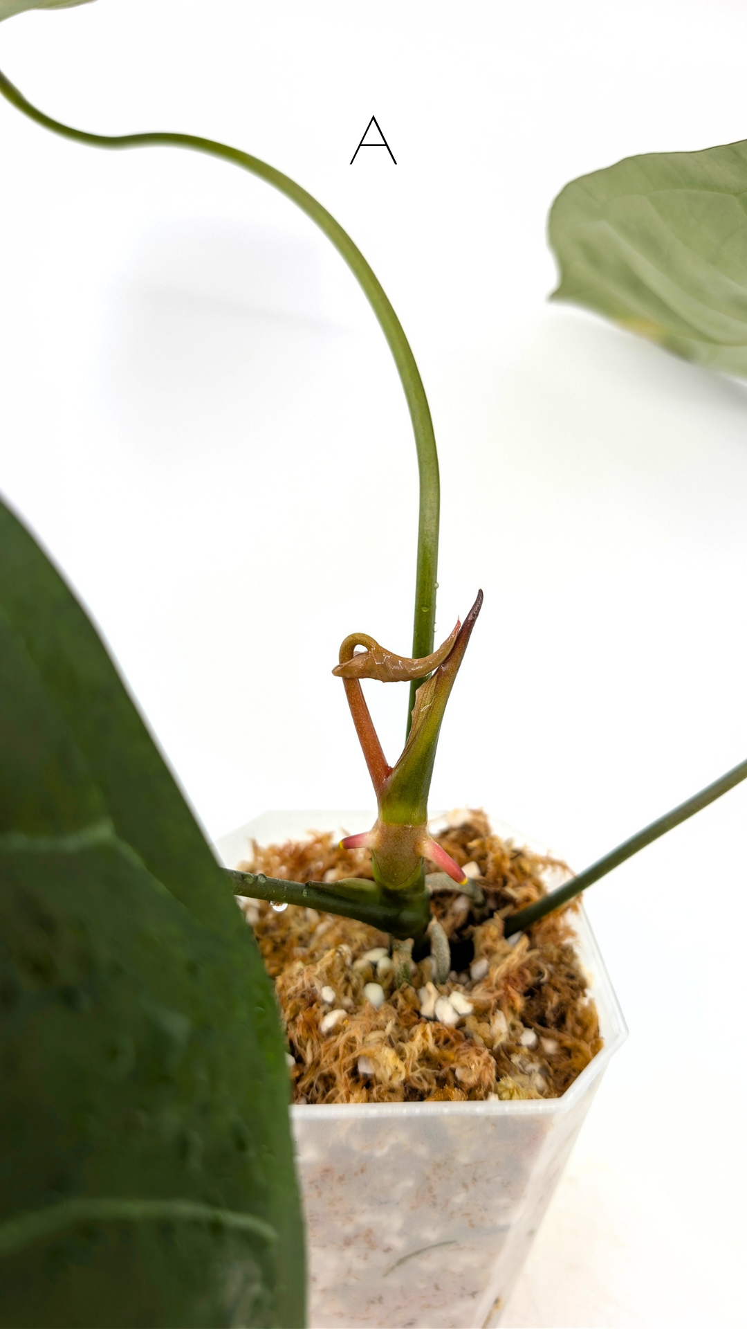 Uncommon indoor plant Anthurium Bosworth Beauty x Crystallinum available for sale at rare plant shop The Leaf Gallery in Perth, Western Australia