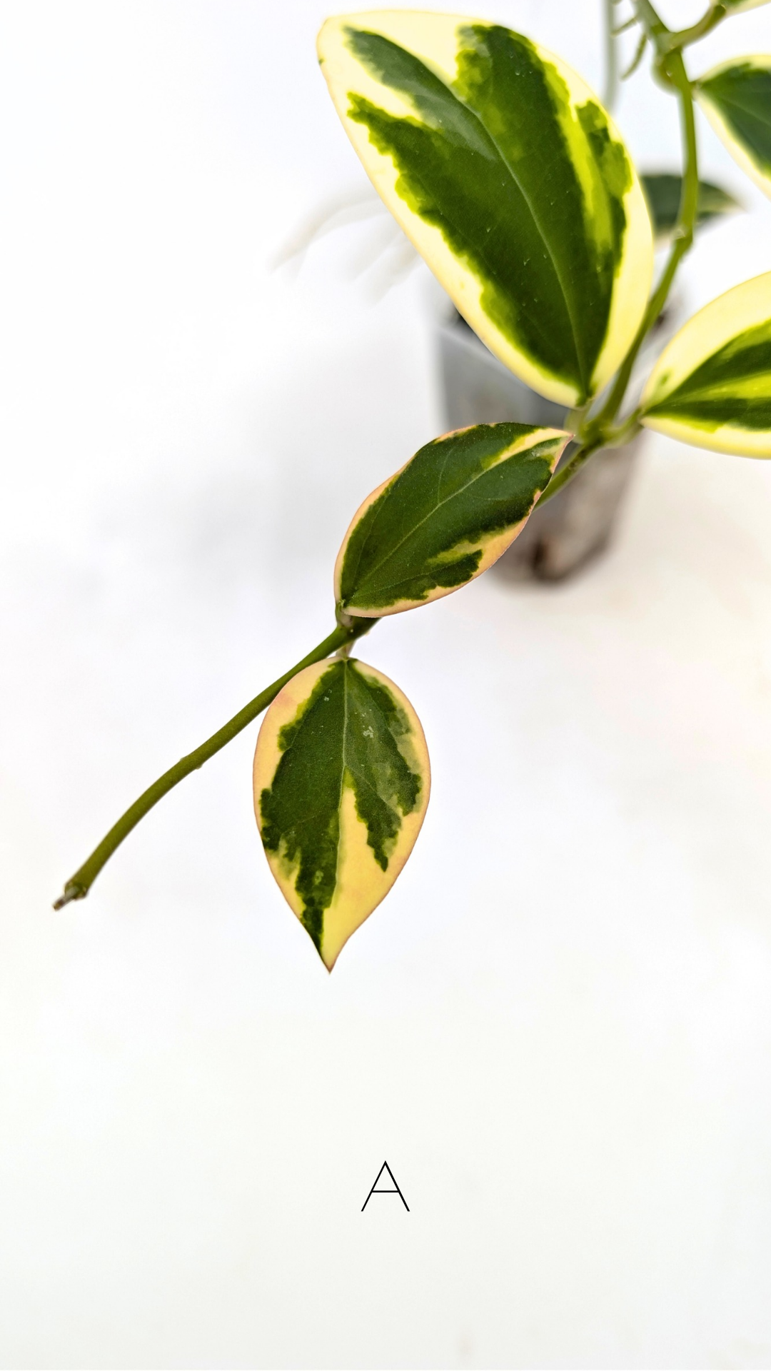 Rare waxplant Hoya sp Para Albomarginata available for sale at rare indoor plant shop The Leaf Gallery in Perth, Western Australia