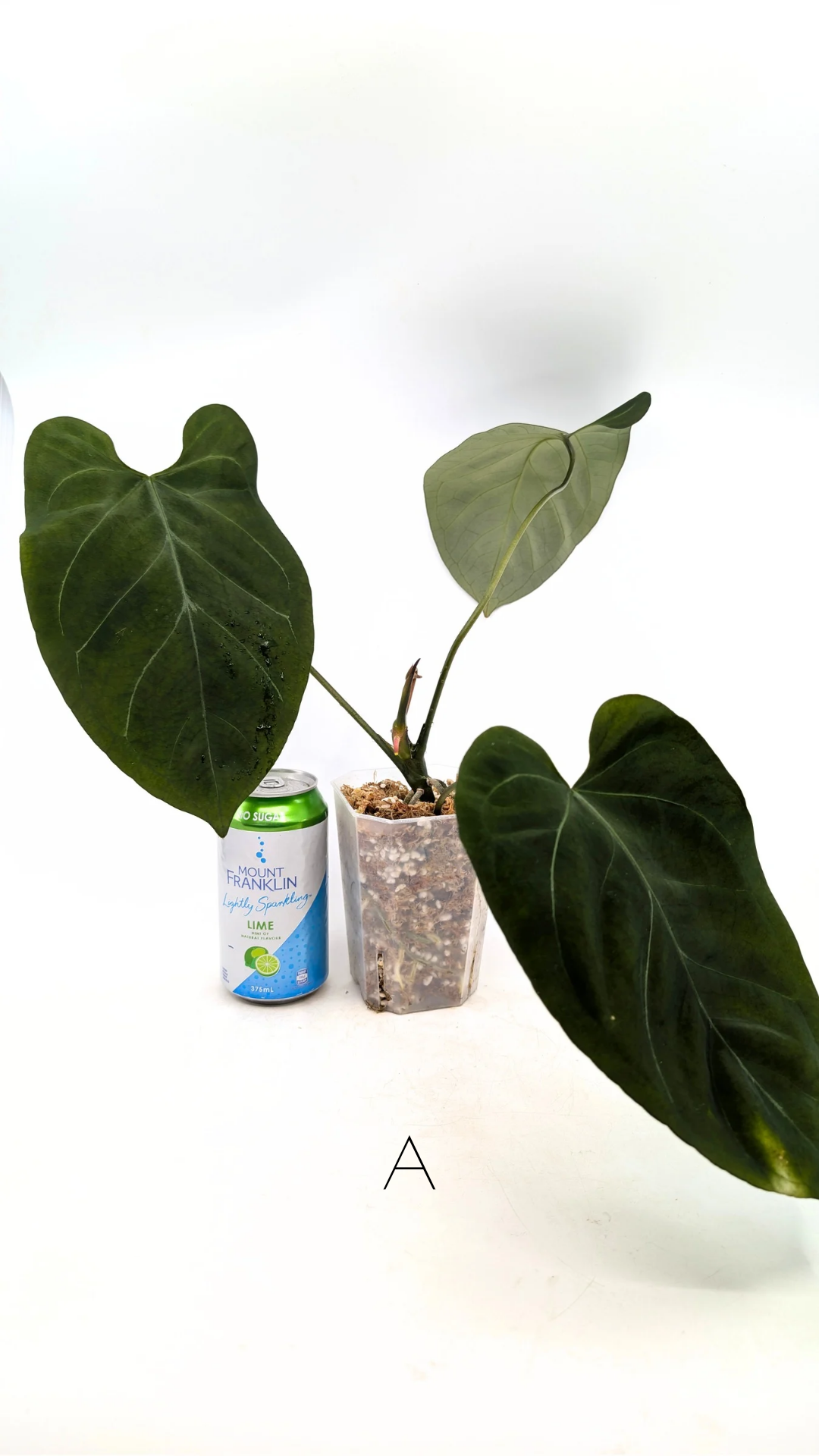 Uncommon indoor plant Anthurium Bosworth Beauty x Crystallinum available for sale at rare plant shop The Leaf Gallery in Perth, Western Australia