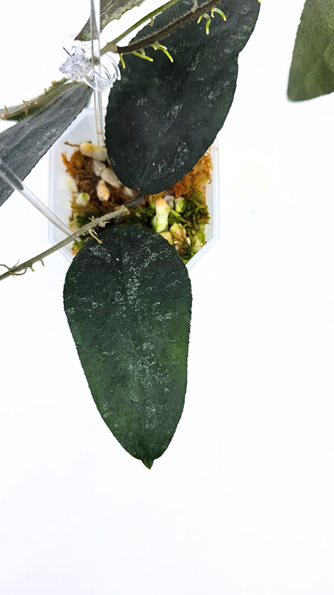 Rare Hoya Caudata Sumatra available for sale by rare indoor plant shop The Leaf Gallery in Perth, Western Australia