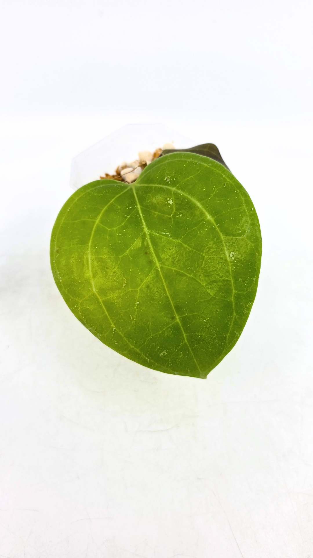 Rare waxplant Hoya Sarawak available for sale at rare indoor plant shop The Leaf Gallery in Perth, Western Australia