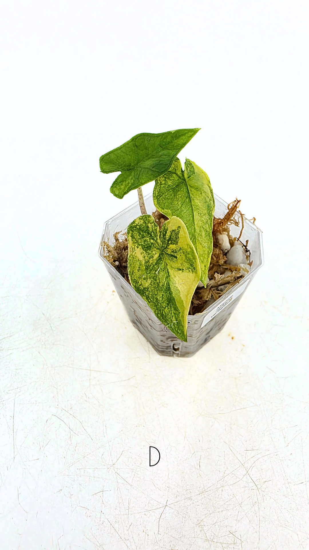 Rare indoor plannt Alocasia Jacklyn Variegated available for sale at rare house plant shop The Leaf Gallery in Perth, Western Australia.