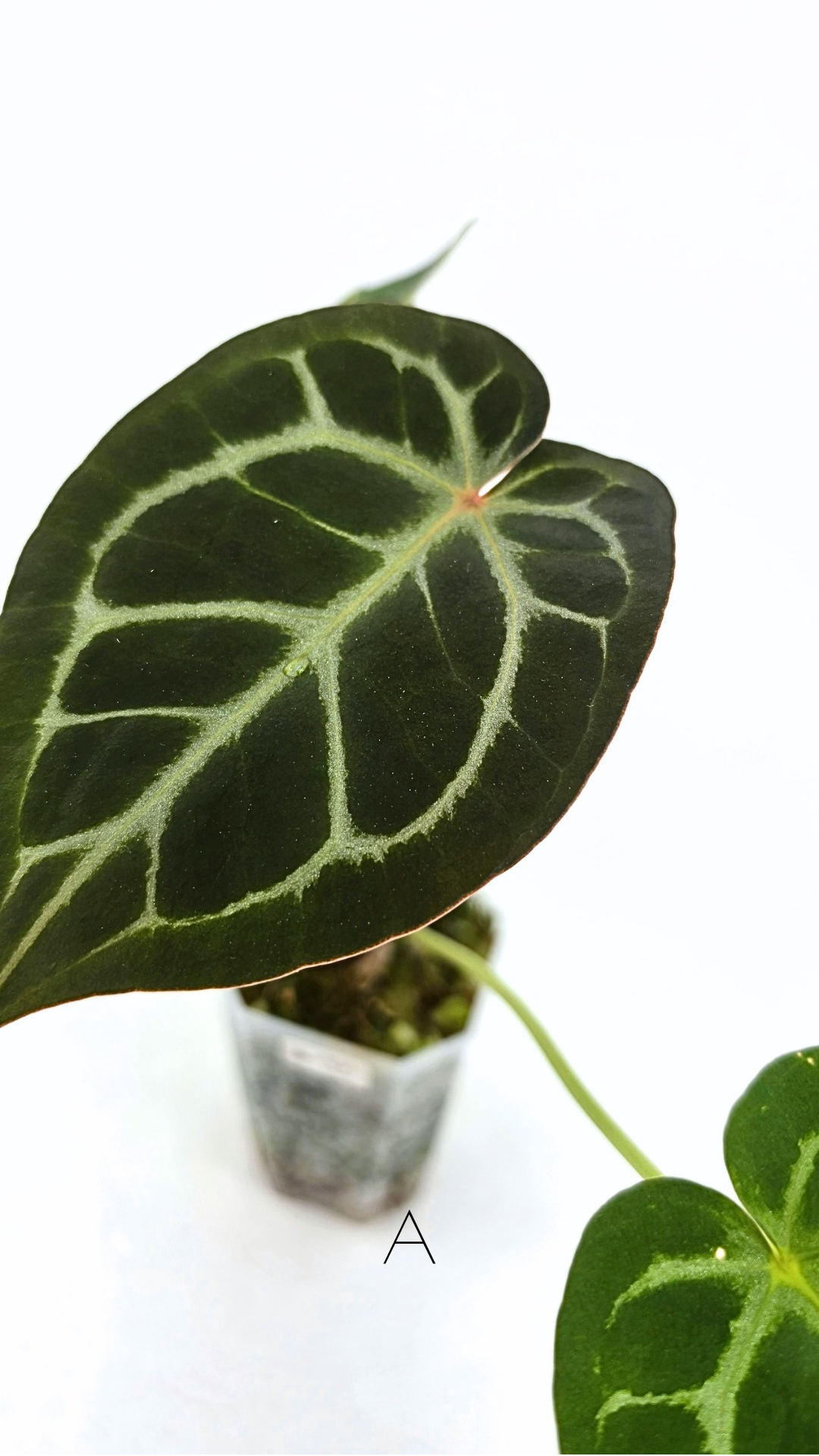 Rare anthurium hybrid Anthurium Dark Forgetii x Bessae Aff X Anthurium Michelle by The Leaf Gallery in Perth, Western Australia