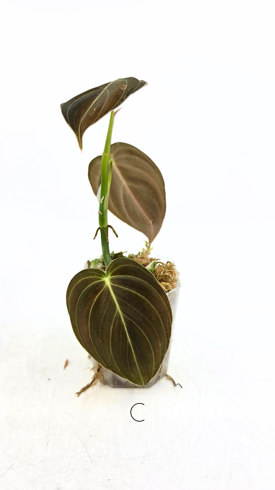 Rare plant Philodendron Melanochrysum Varigated available for sale at rare plant shop The Leaf Gallery in Perth, Western Australia