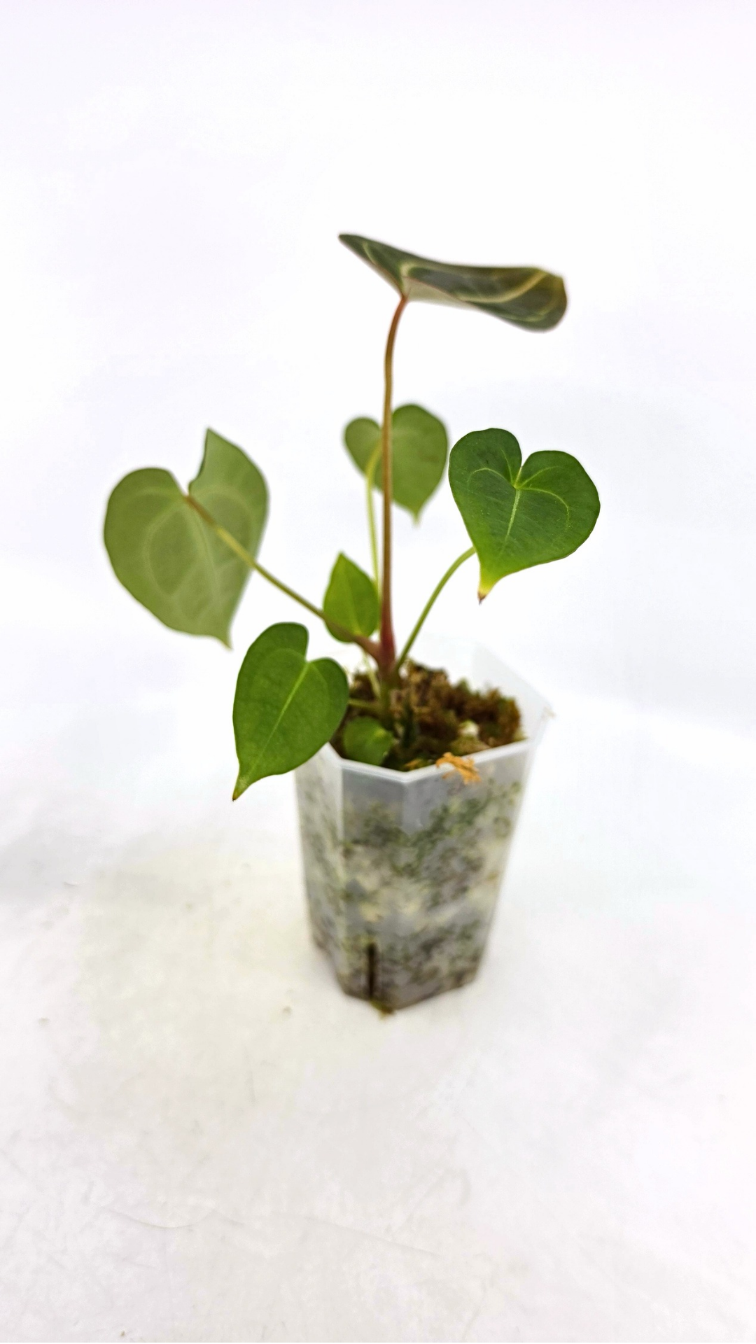 Rare anthurium hybrid Dark Forgetii x Bessae Aff available from rare plant shop The Leaf Gallery in Perth, Western Australia