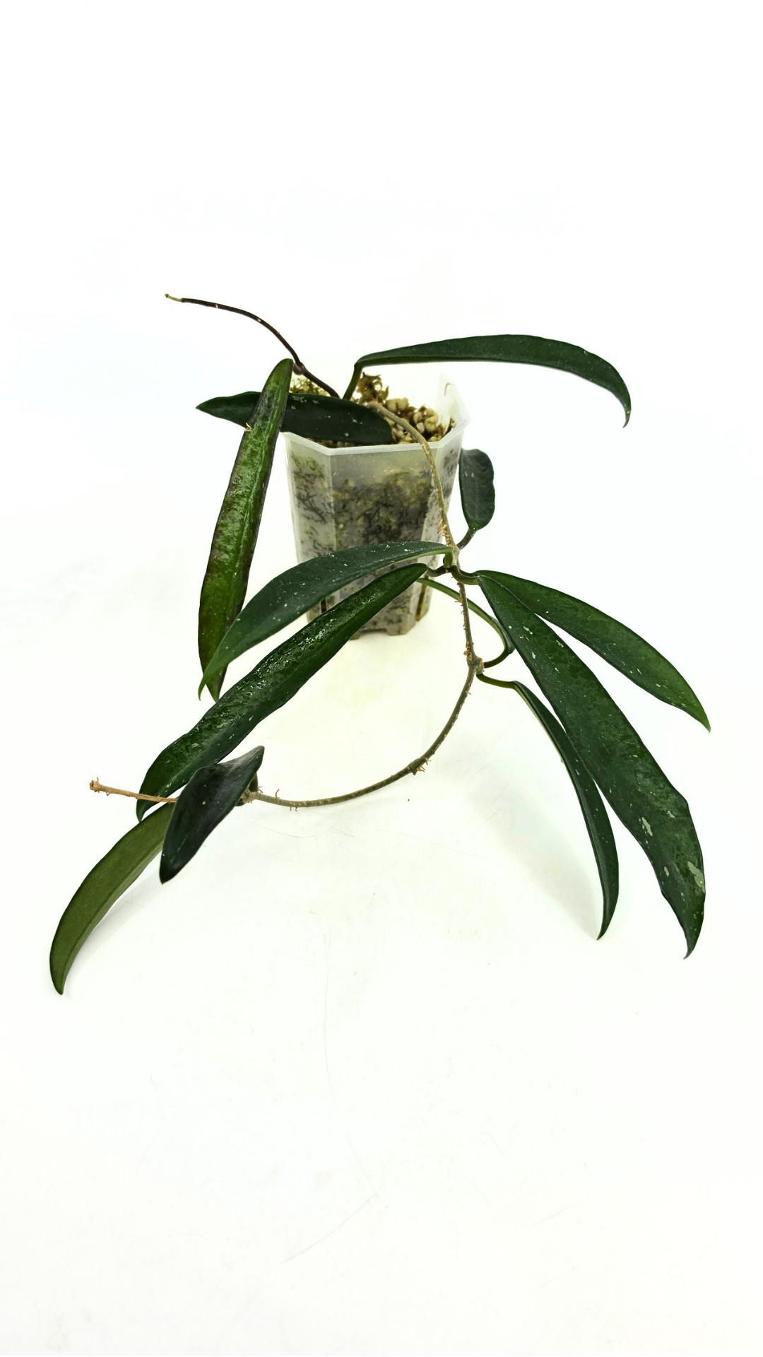 Rare waxplant Hoya Minibelle Splash available for sale at rare plant shop The Leaf Gallery in Perth, Western Australia